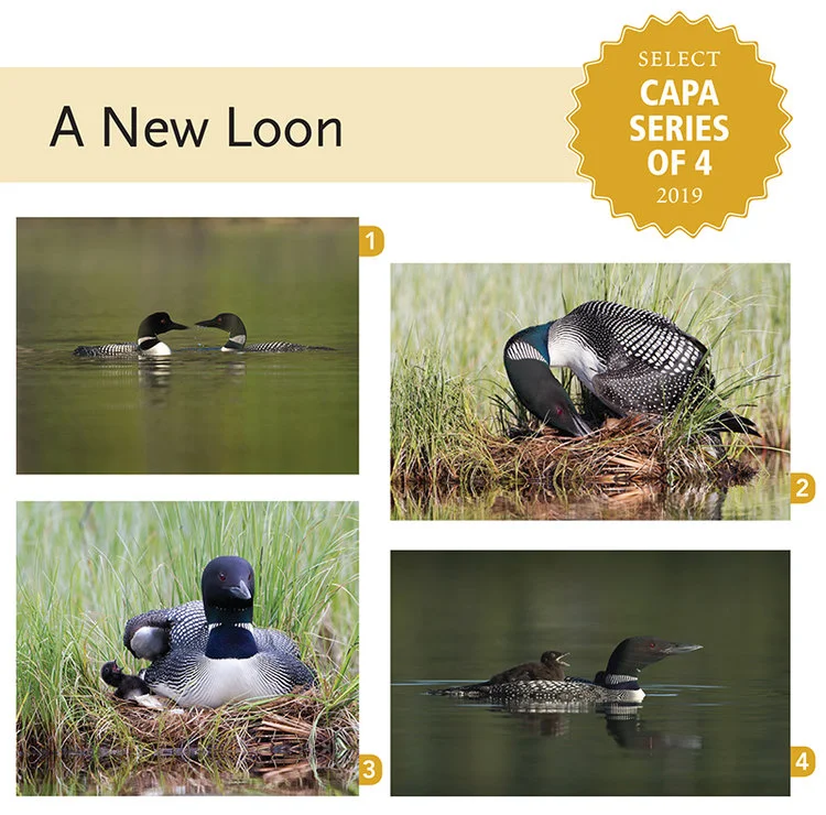 CAPA+Series+of+4-A+New+Loon-800.jpg