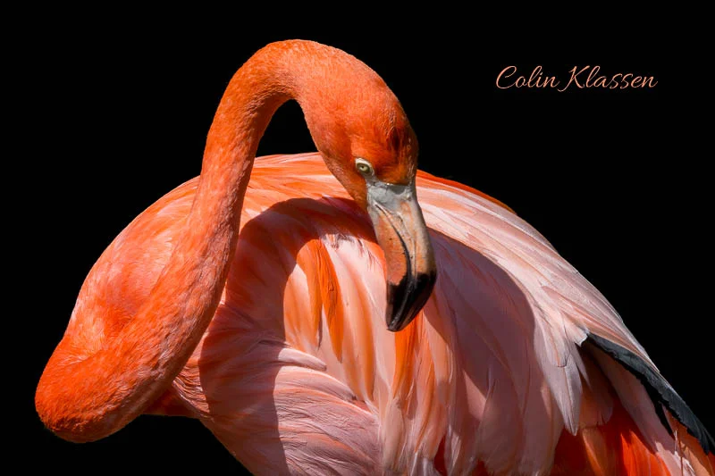 Flamingo in Black — Colin Klassen — PI Sept2019