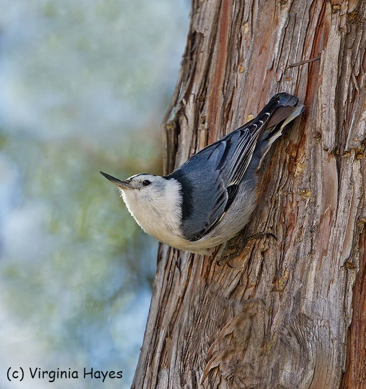 Nuthatch — Virginia Hayes — PI Sept2019