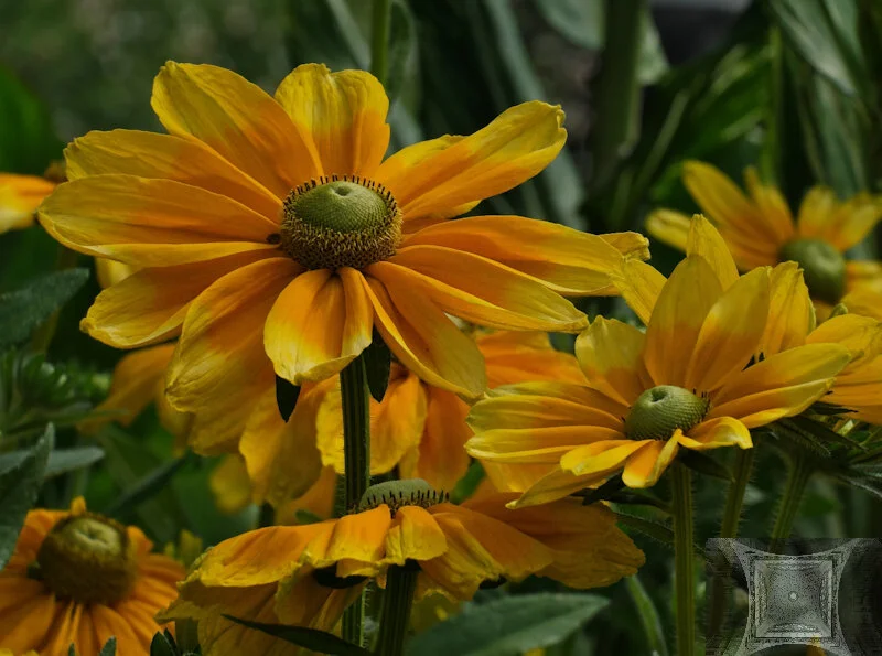 Rudbeckia — Paul Bild — PN Sept2019