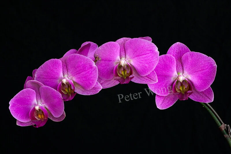 Orchid — Peter Wong — PI Oct2019