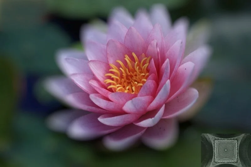 Water Lily — Paul Bild — PI Oct2019