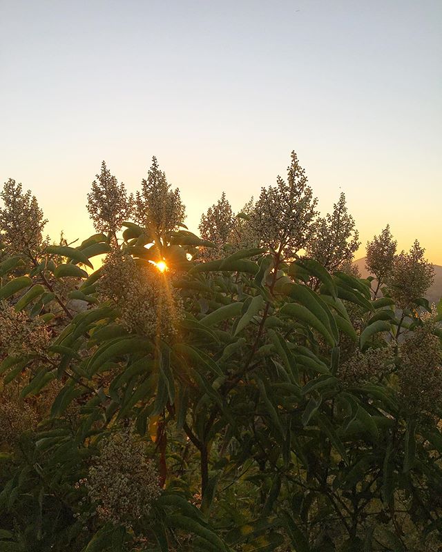 That lil orange dot peepin through 💕
Just out here &lsquo;mirin California wildlife, climbing a mountain, watching the sun go down, and loving every minute 😊