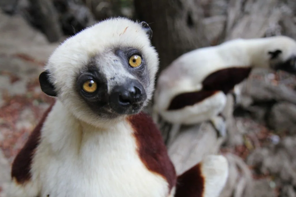 Sifika-Lemur-1024x683.jpg