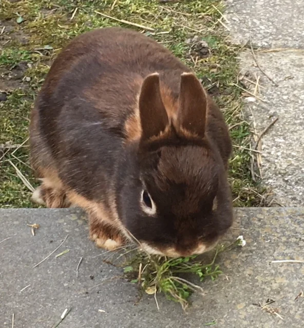 Intermediate Easter Flow (75 minutes)