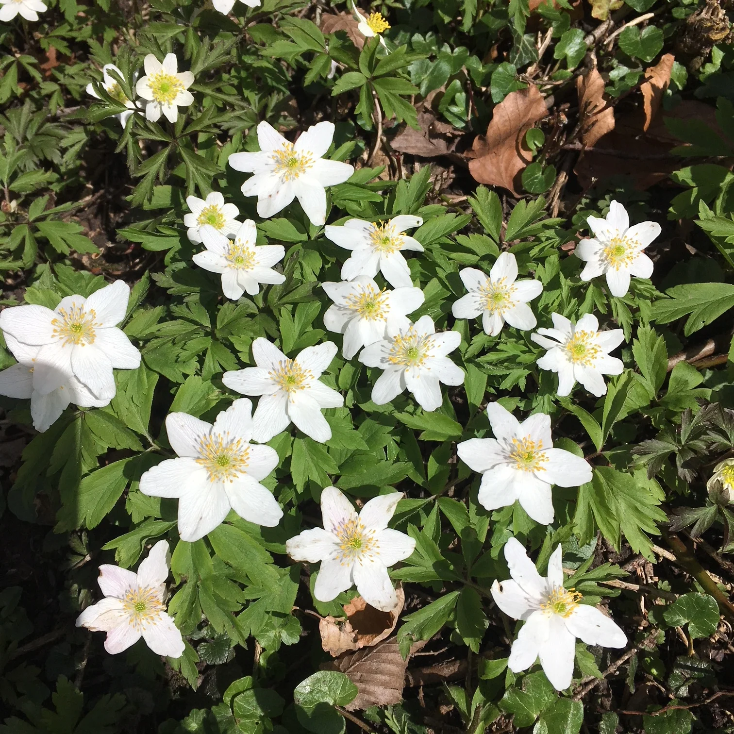 Intermediate Vinyasa Flow (75 minutes)