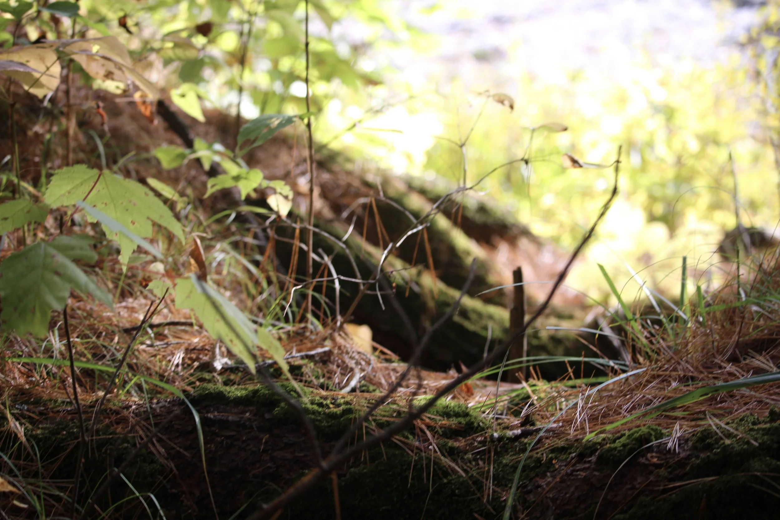 A forest floor from the perspective of a small animal