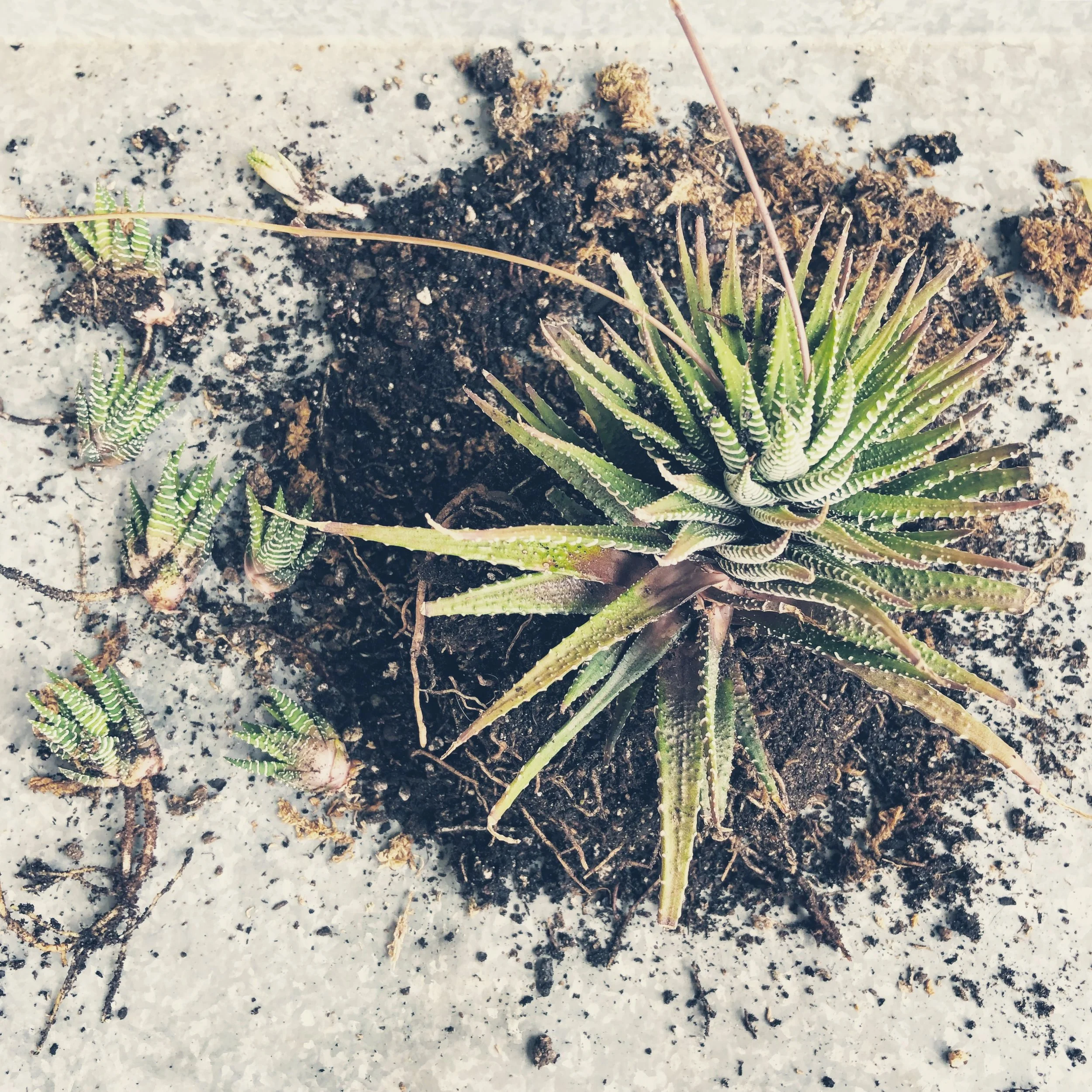 2018-01-06 12.52.30.jpg