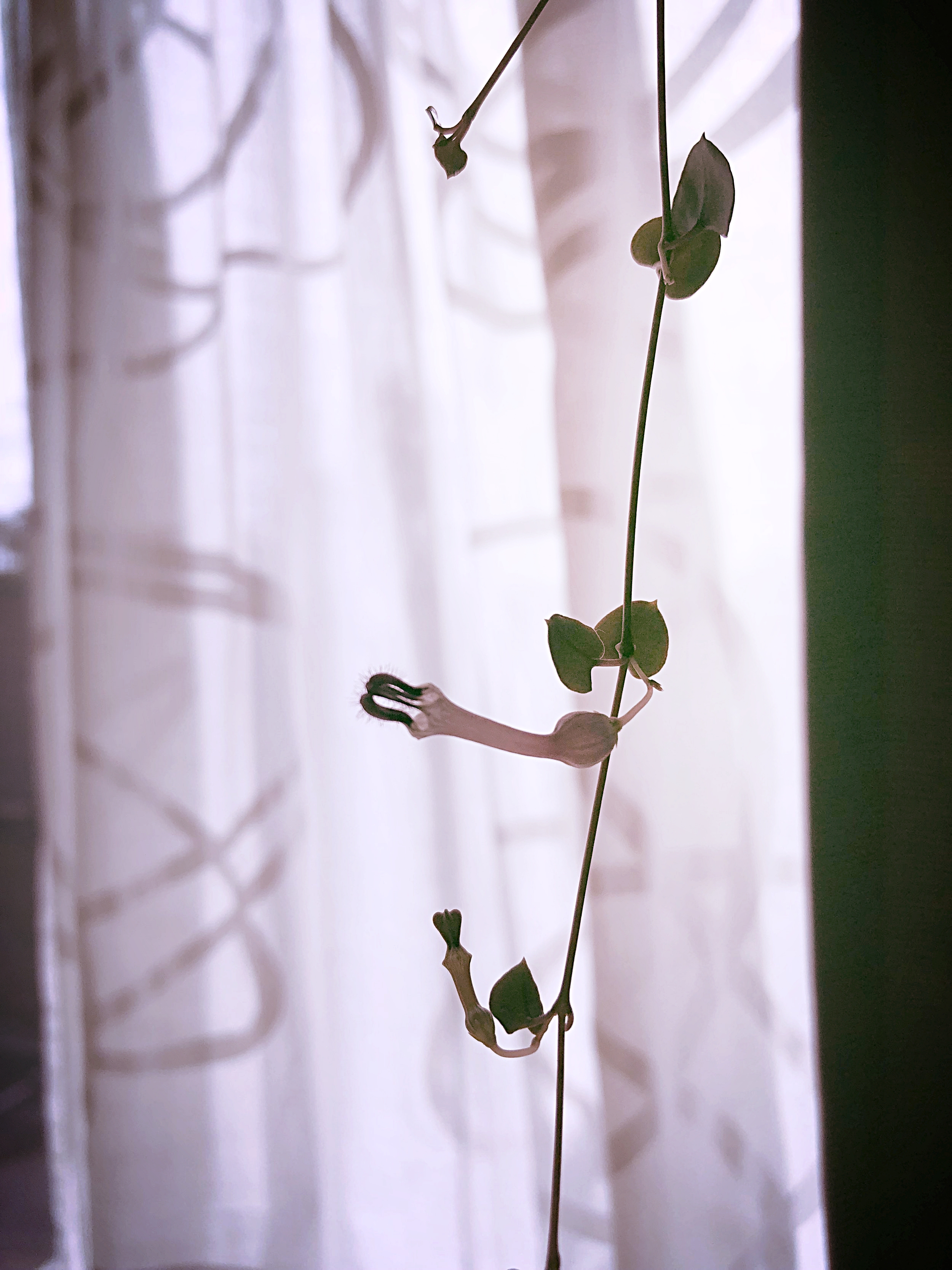 2018-02-18 12.51.21.jpg