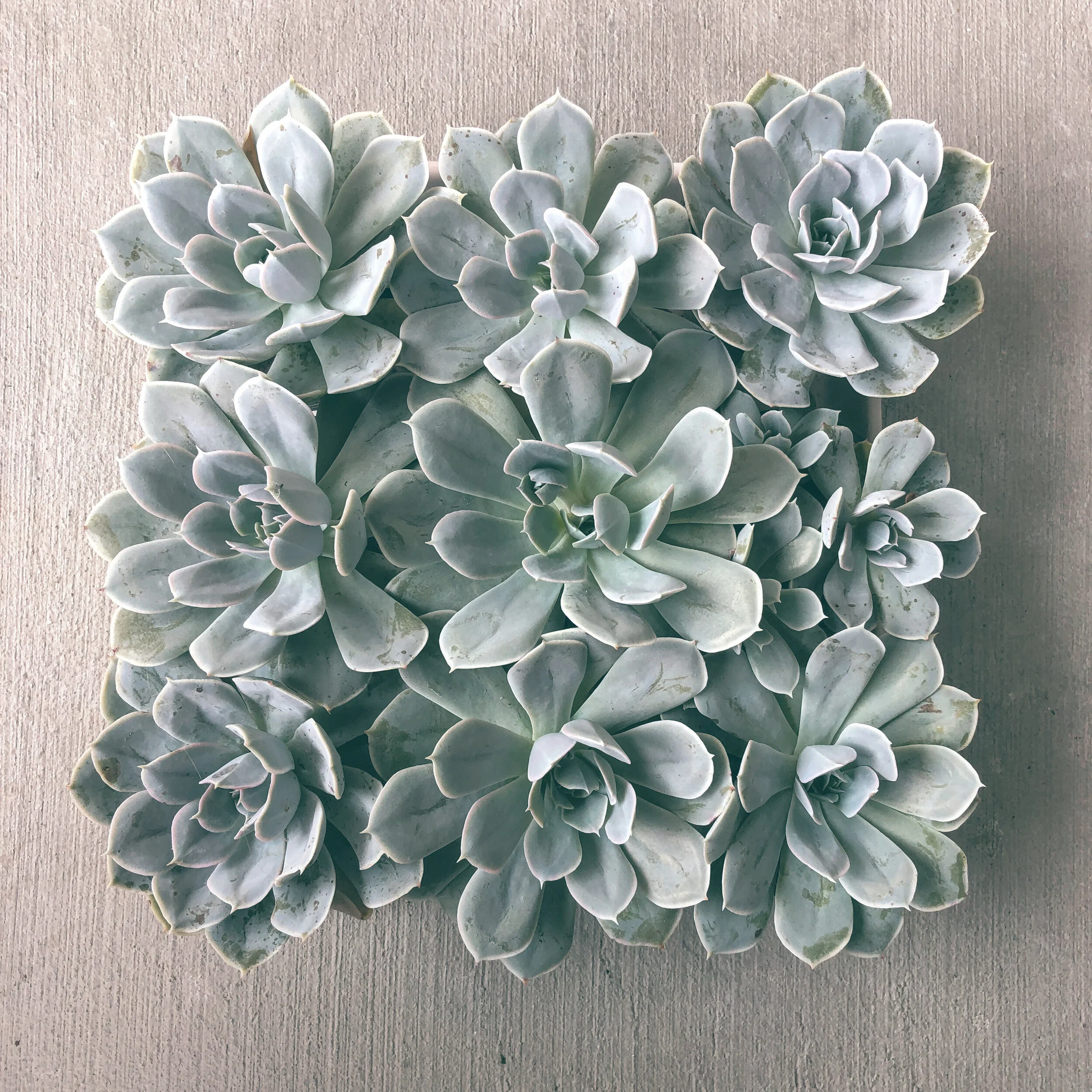 Echeveria