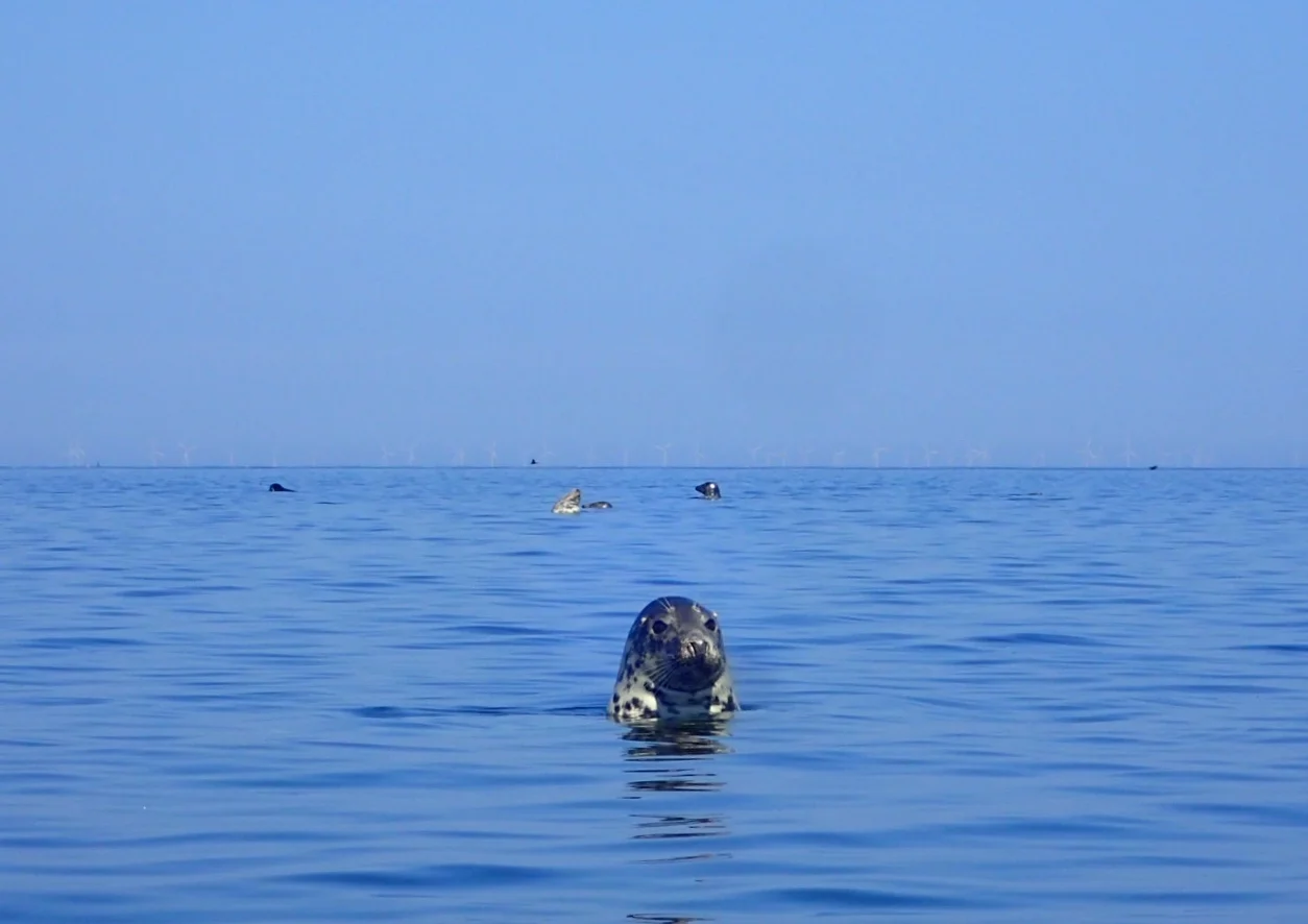 Sea dog