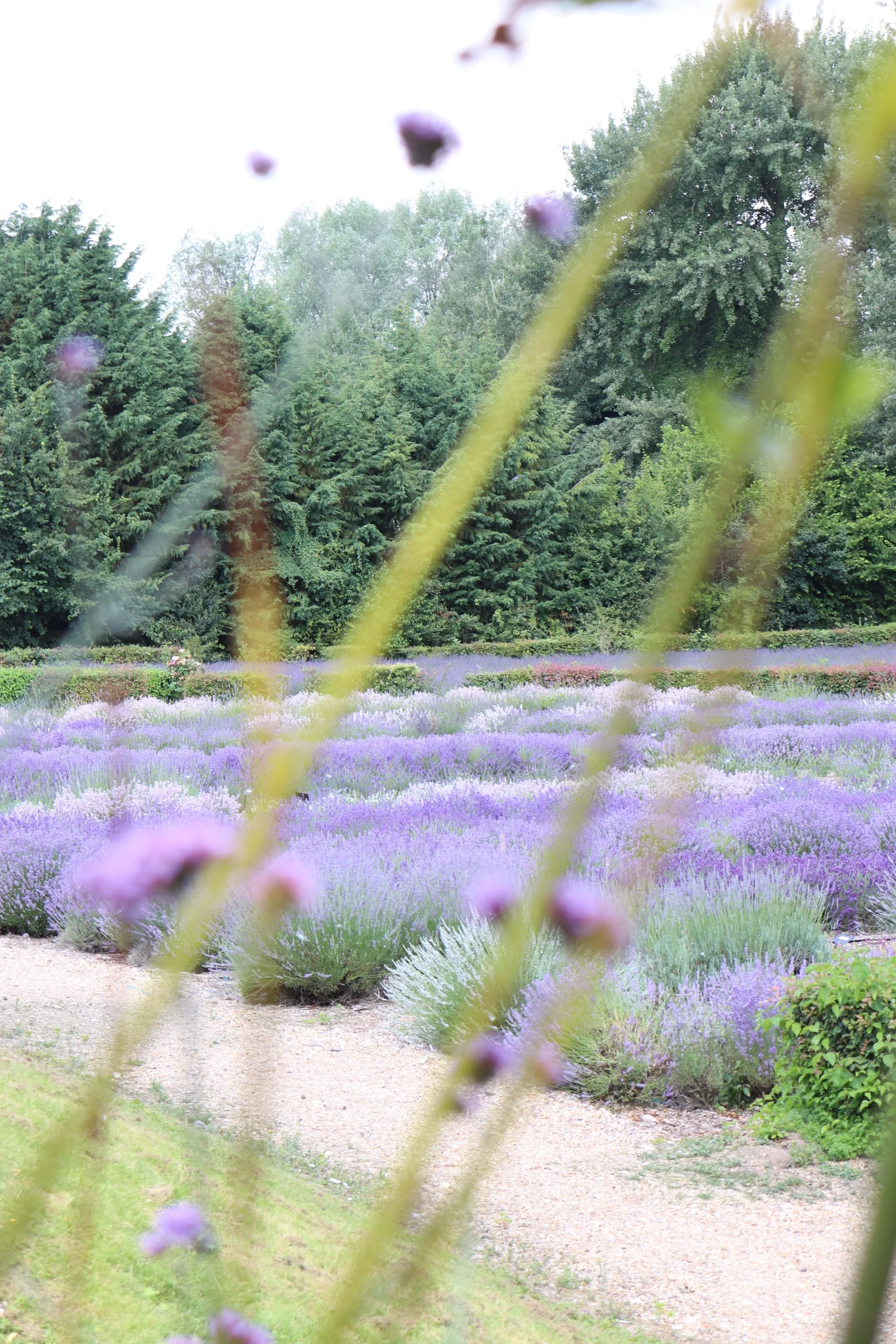 The Lavender Collection