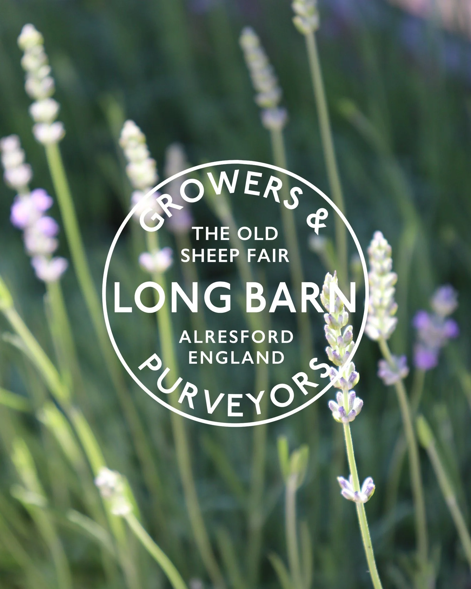 Lavender Collection at LB 2.jpg