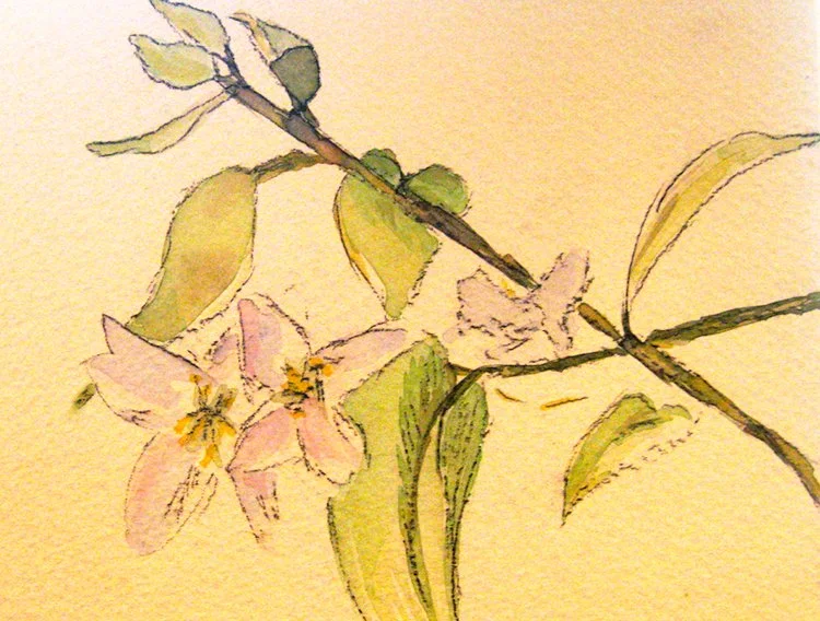 FloweringBranch_Ink.jpg