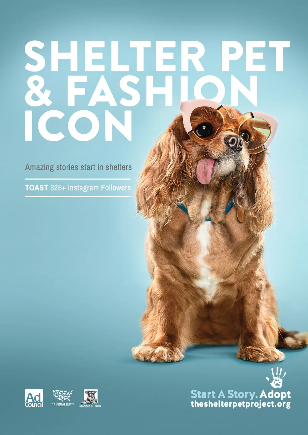 Pet Shelter Project Print Ad 