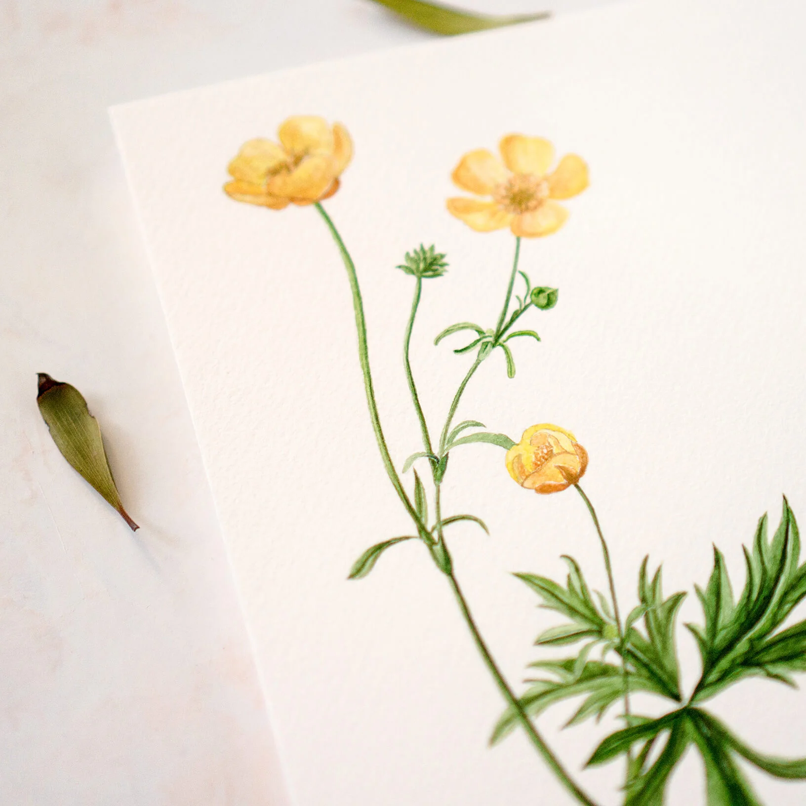 Watercolour Buttercup-2.jpg