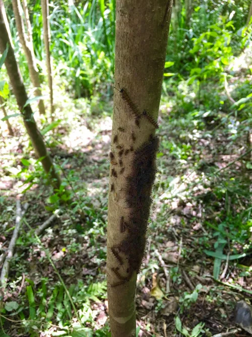 A nest of stinging caterpillars in the location, climbing up to bungee jump on our heads later, once they know we’re shooting and we can’t move without ruining the take.