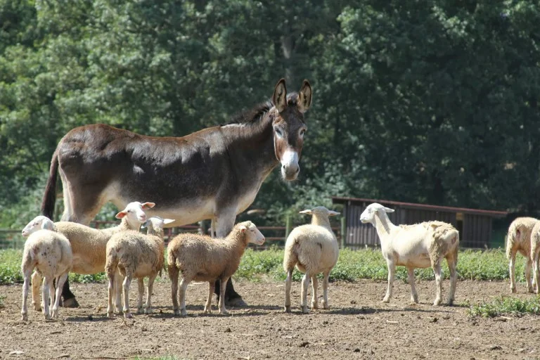 DonkeySheepBiltmore.jpg