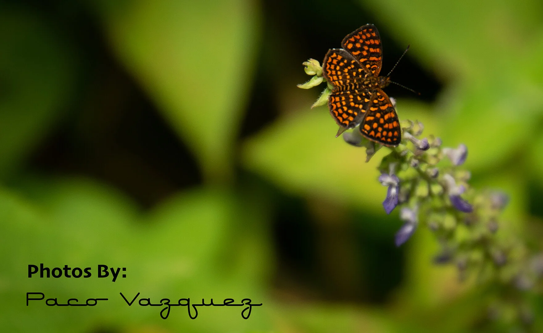 Mariposa Naranja.jpg