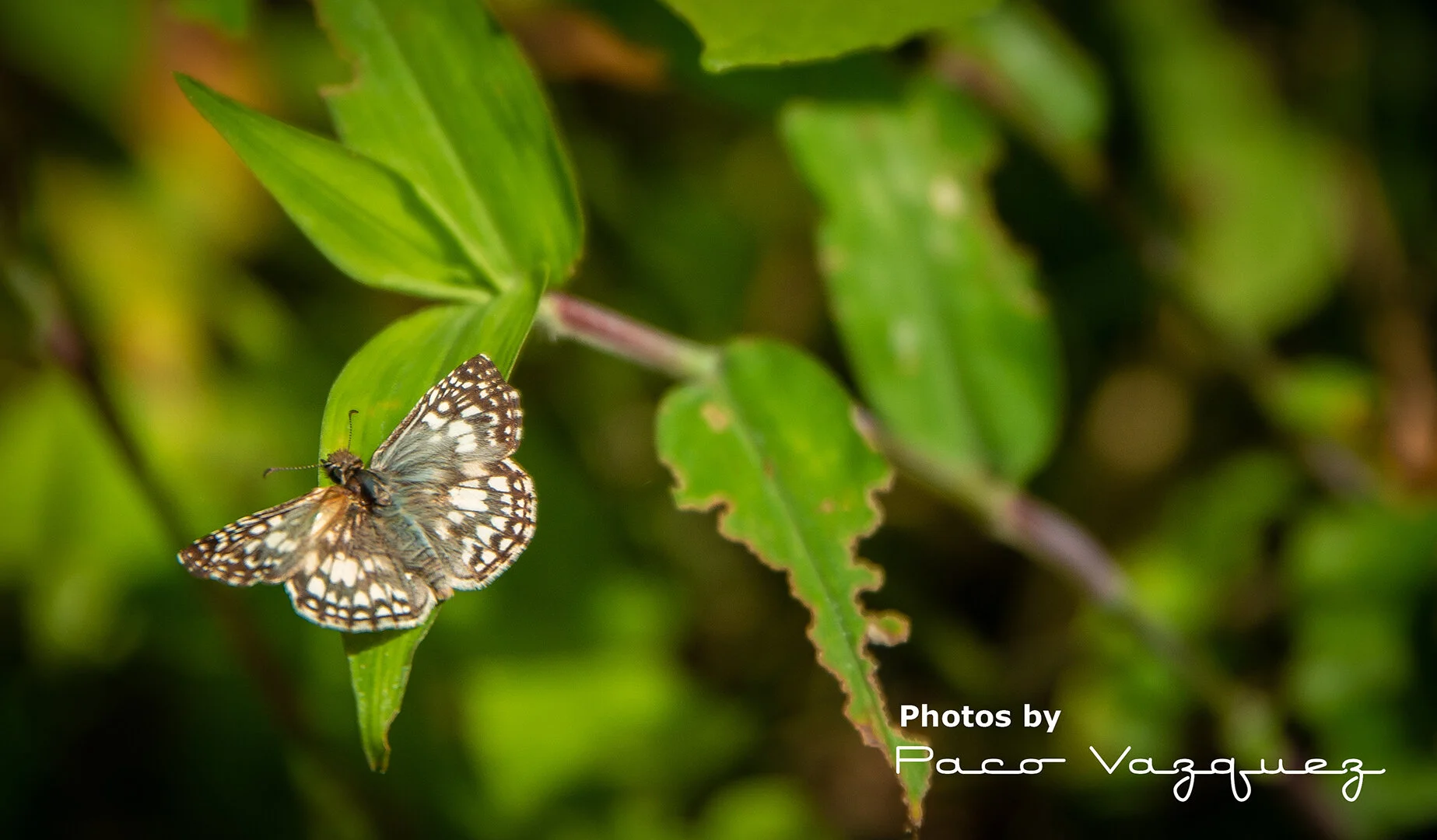 Mariposa Blanca.jpg