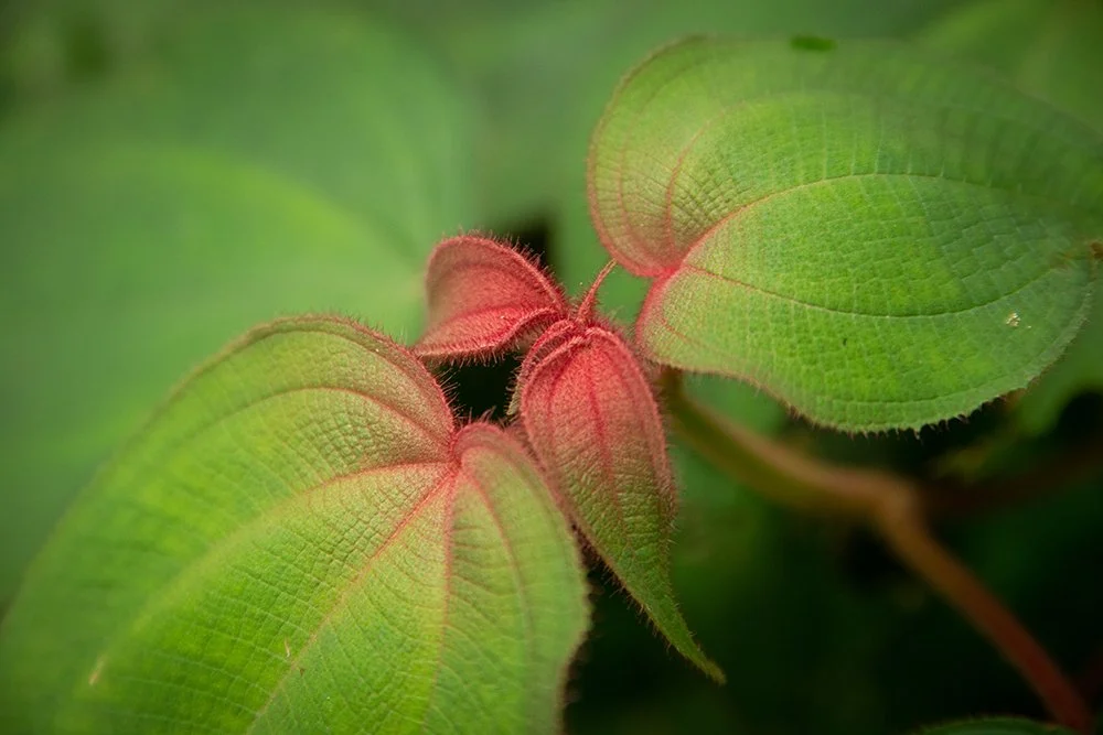 Fotoclorofílikos 