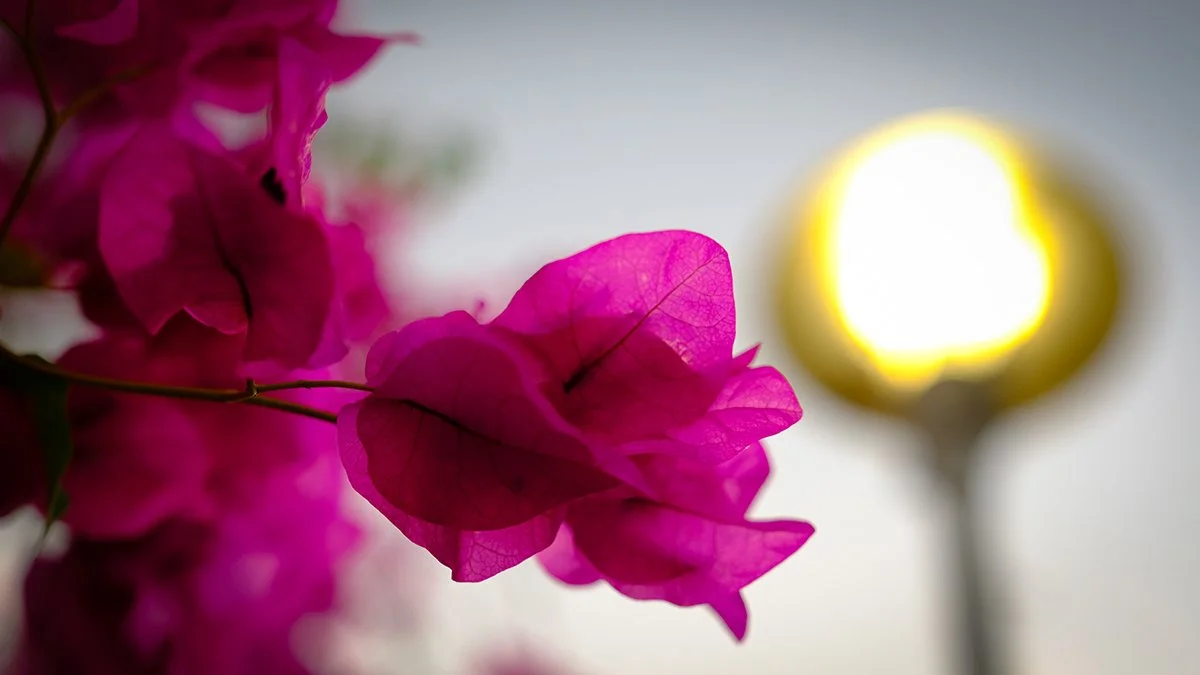 Florax