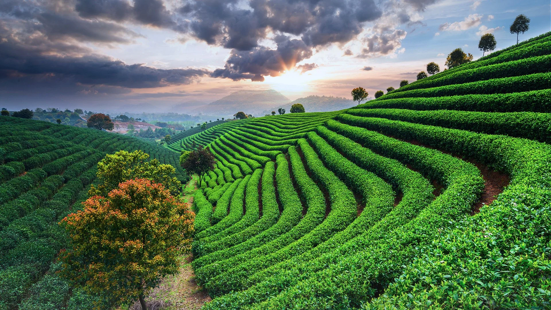 Anxi, Fujian Province, China