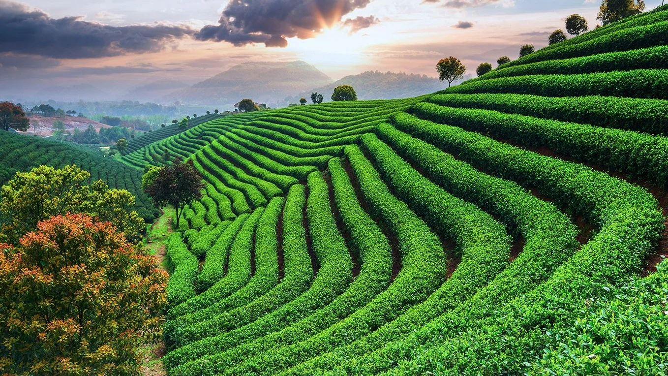 Anxi, Fujian Province, China