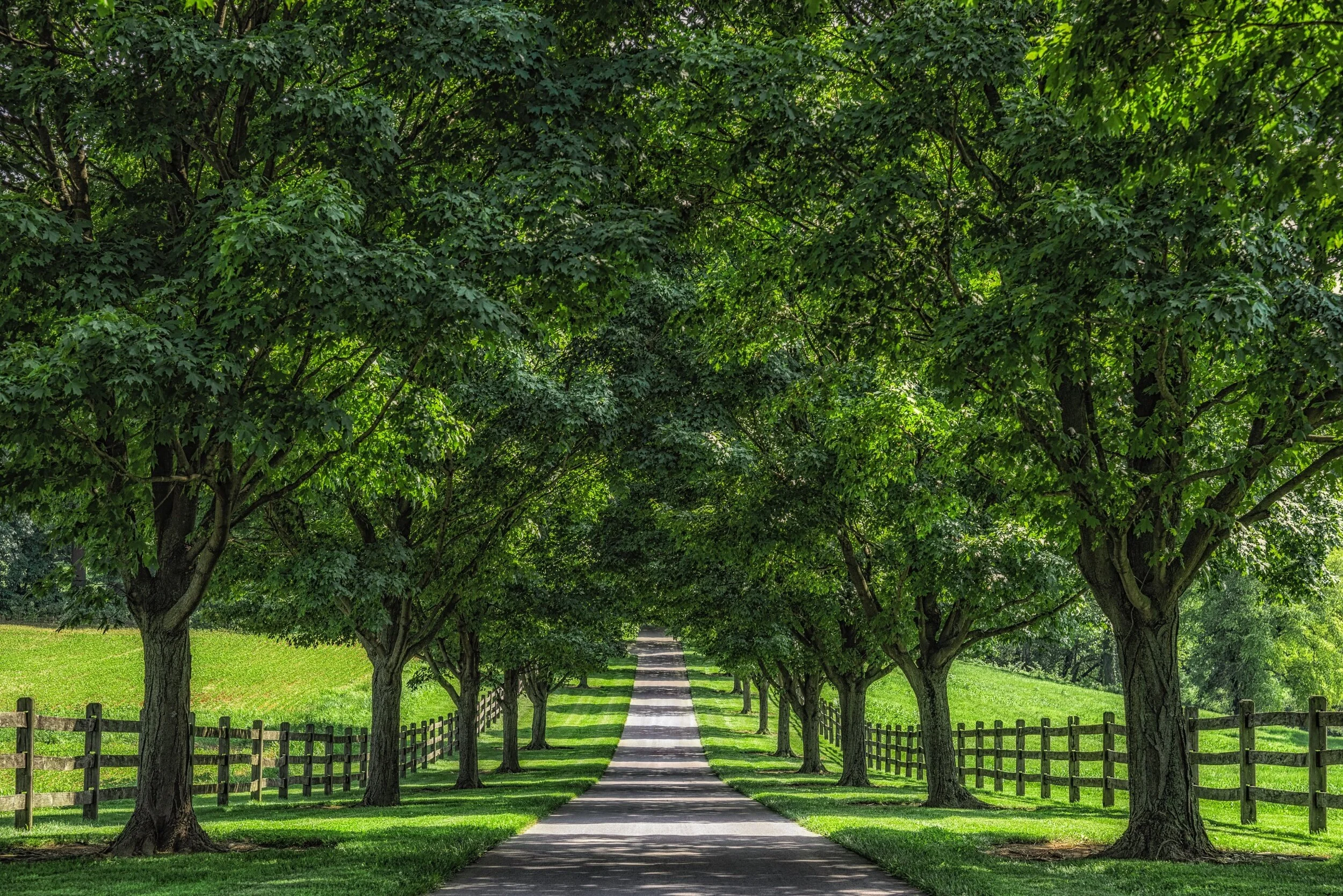 processed_Wolfs_Hollow_Tree_road_Shadows_01.jpg