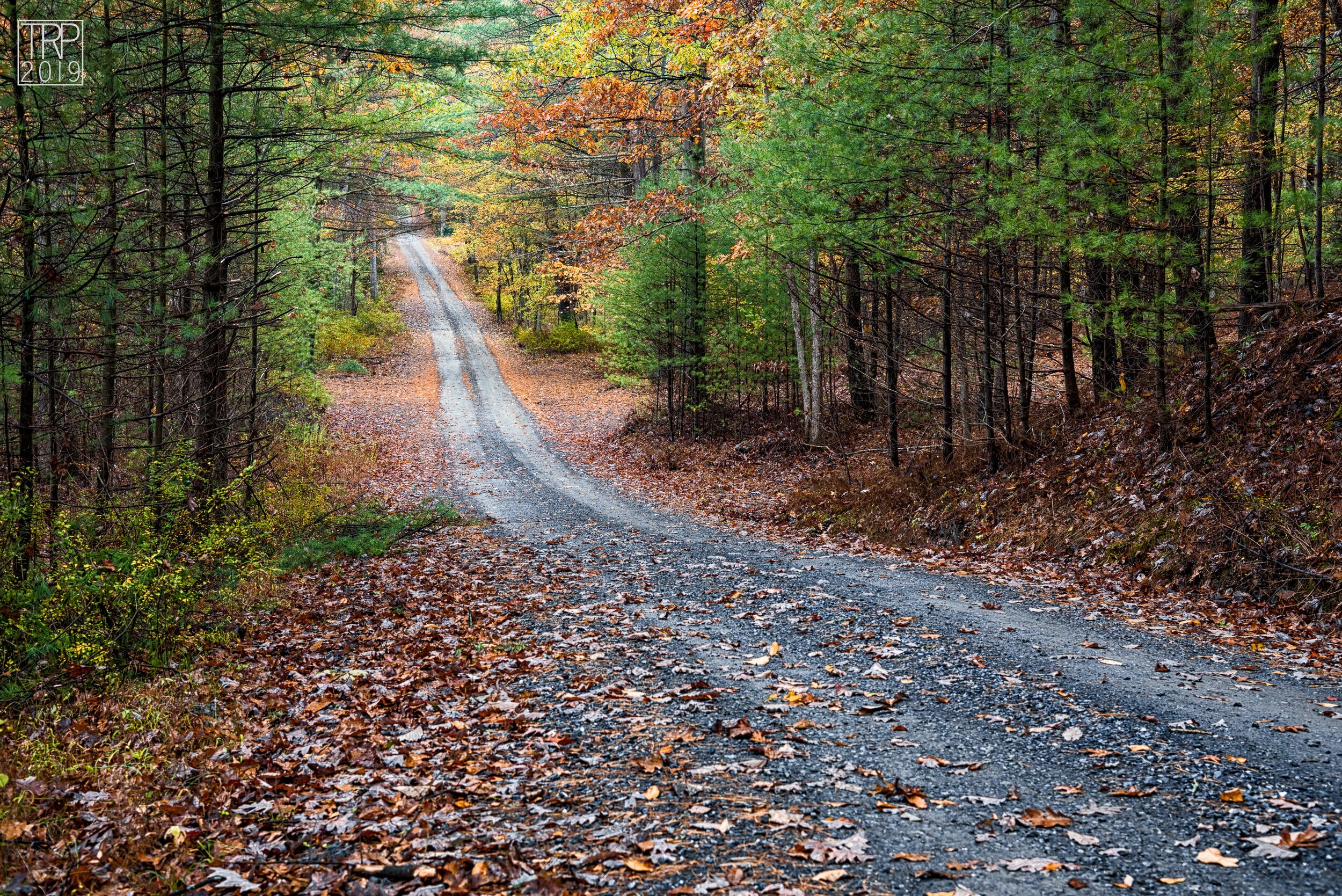 Michaux_Fall_Backroad.jpg