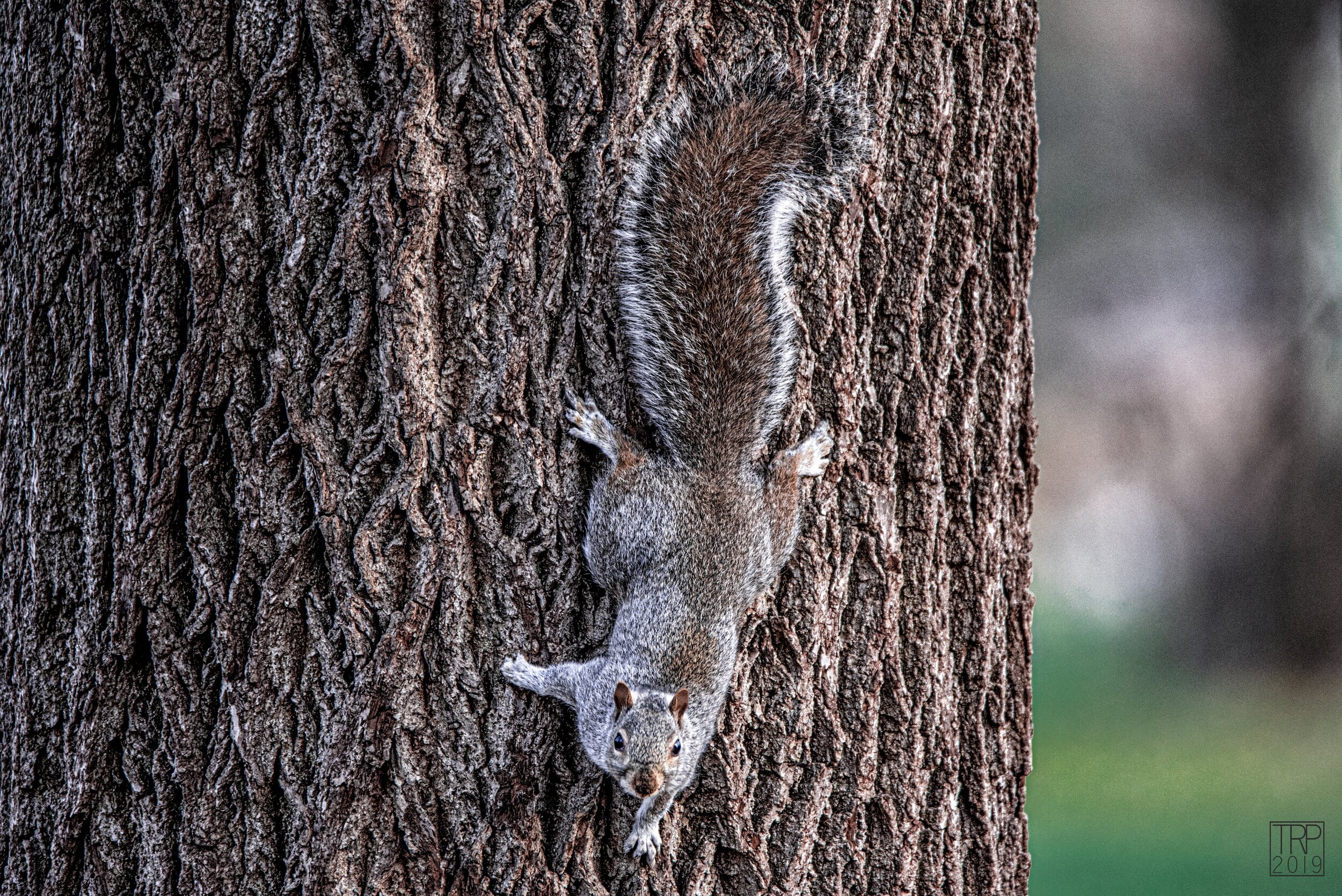 Squirrel_staring_01.jpg