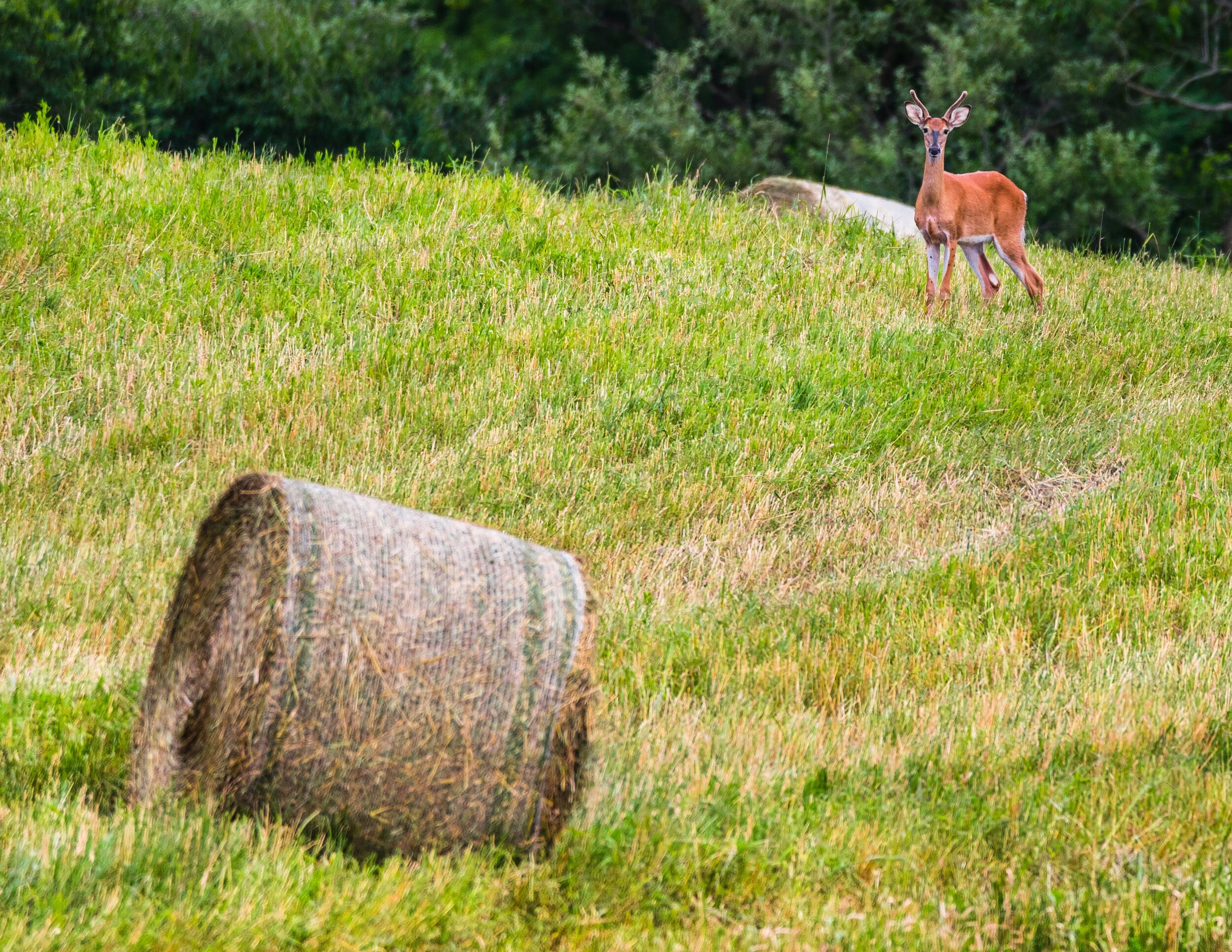 Deer_Hayfield.jpg