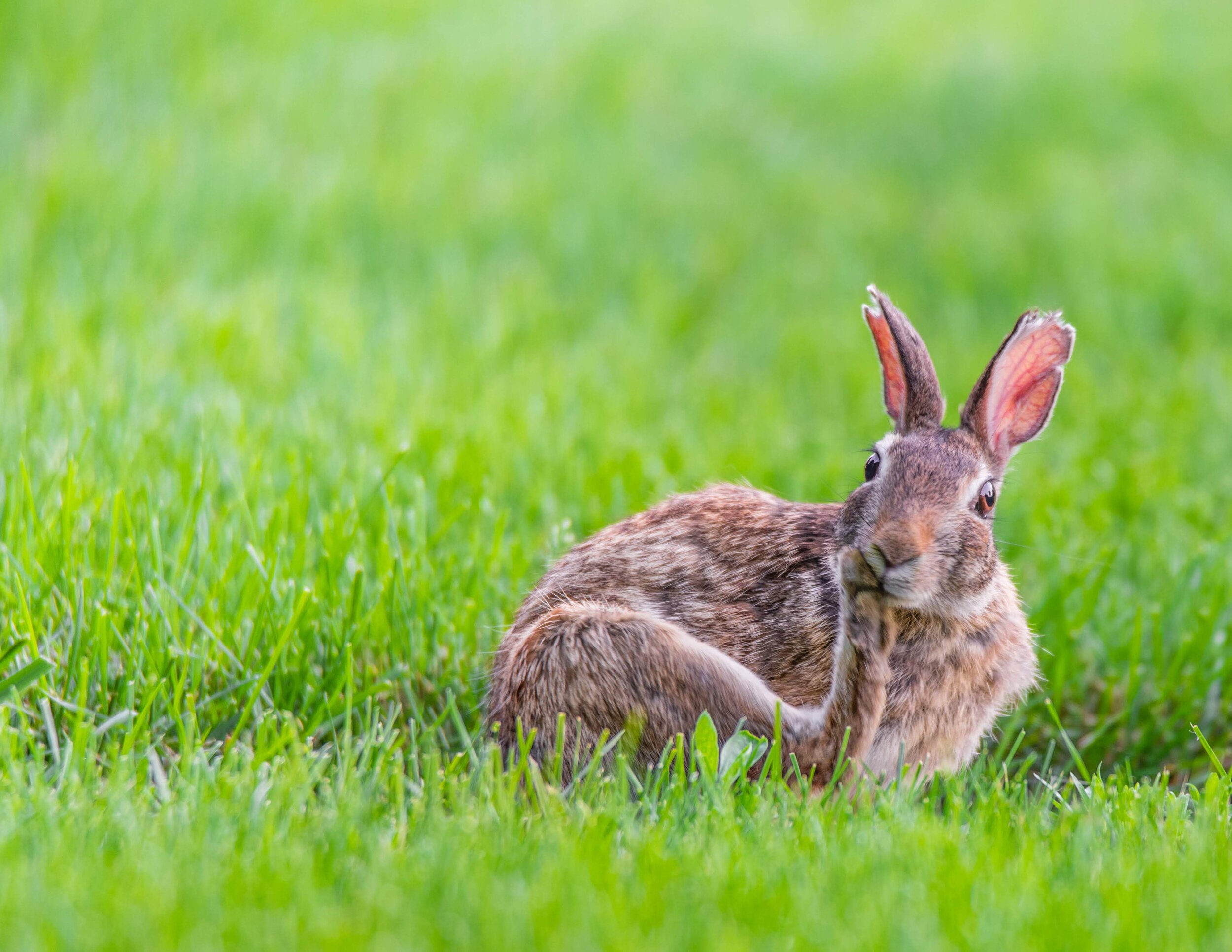 Rabbit_Foot_Cleaning.jpg