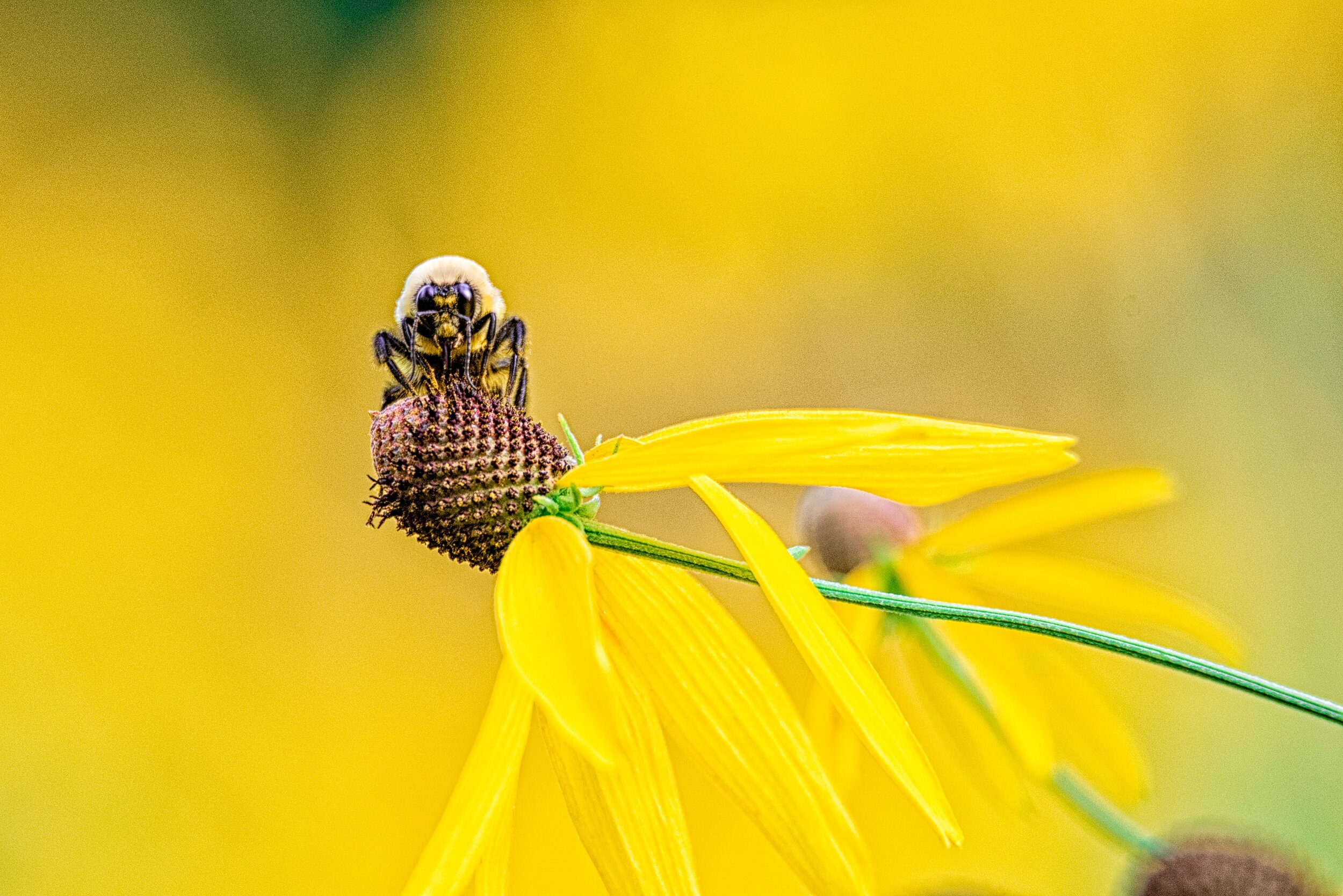 Bee_on_Yellow_01.jpg