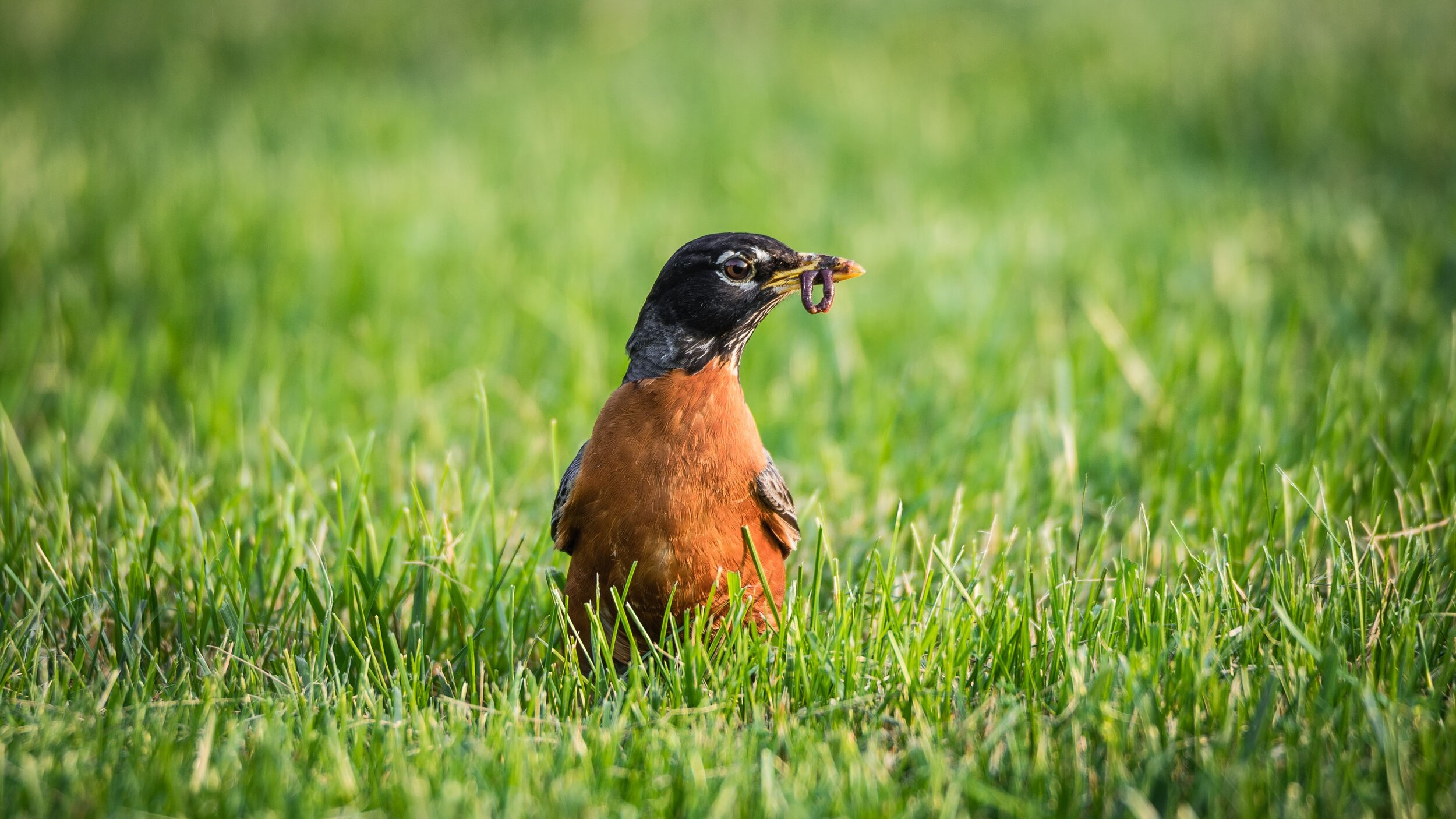 bird_catching_worm.jpg