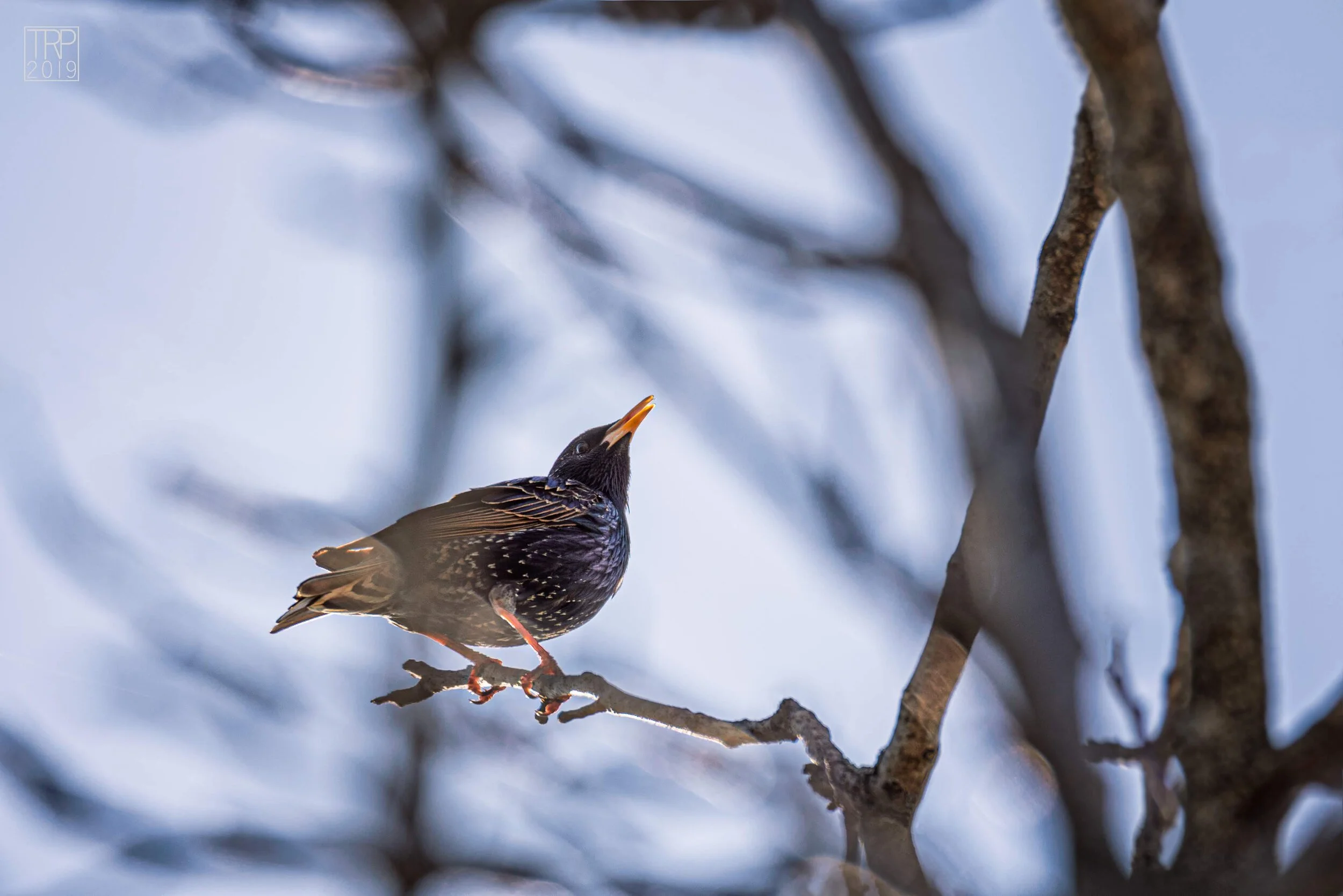 Bird_Through_Branches_01.jpg