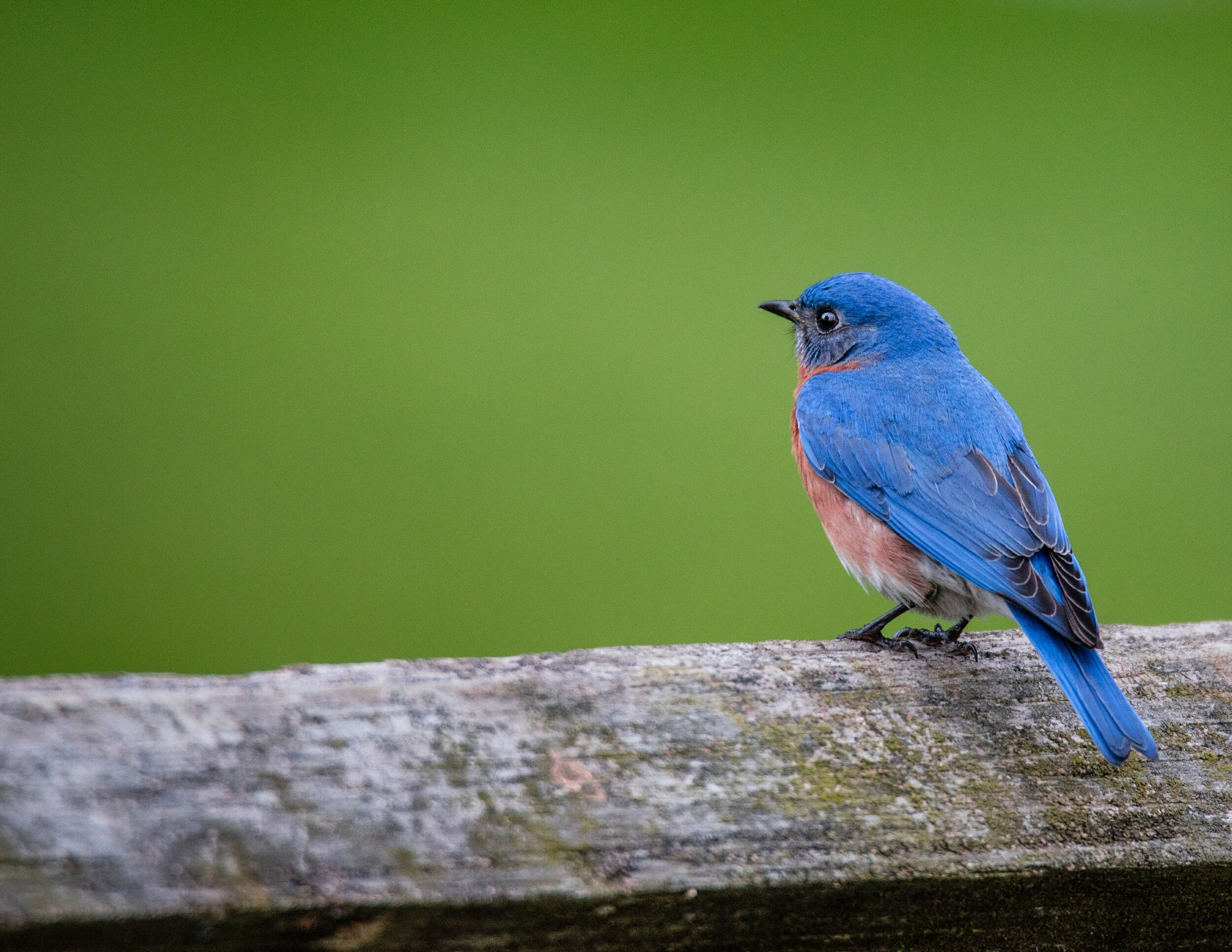 Blue_Bird_fence_01.jpg