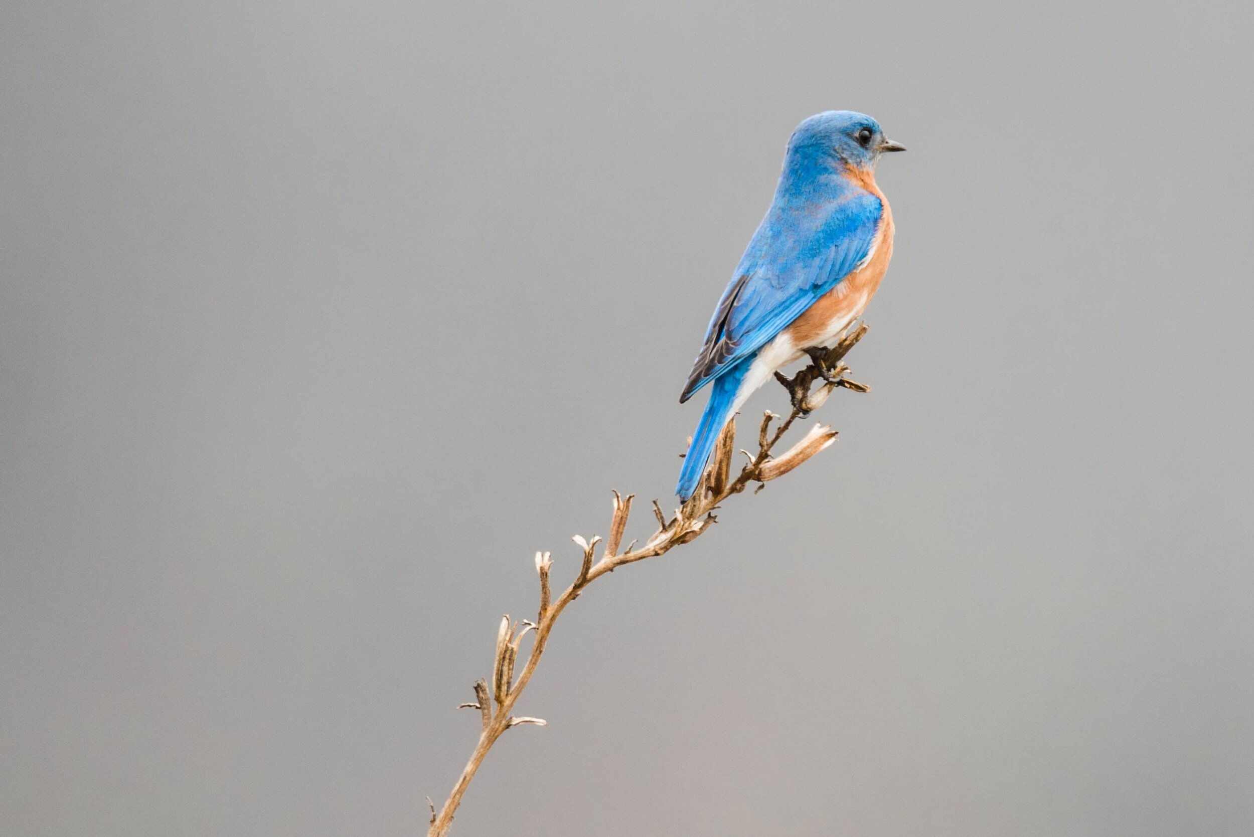 Eastern_Bluebird.jpg