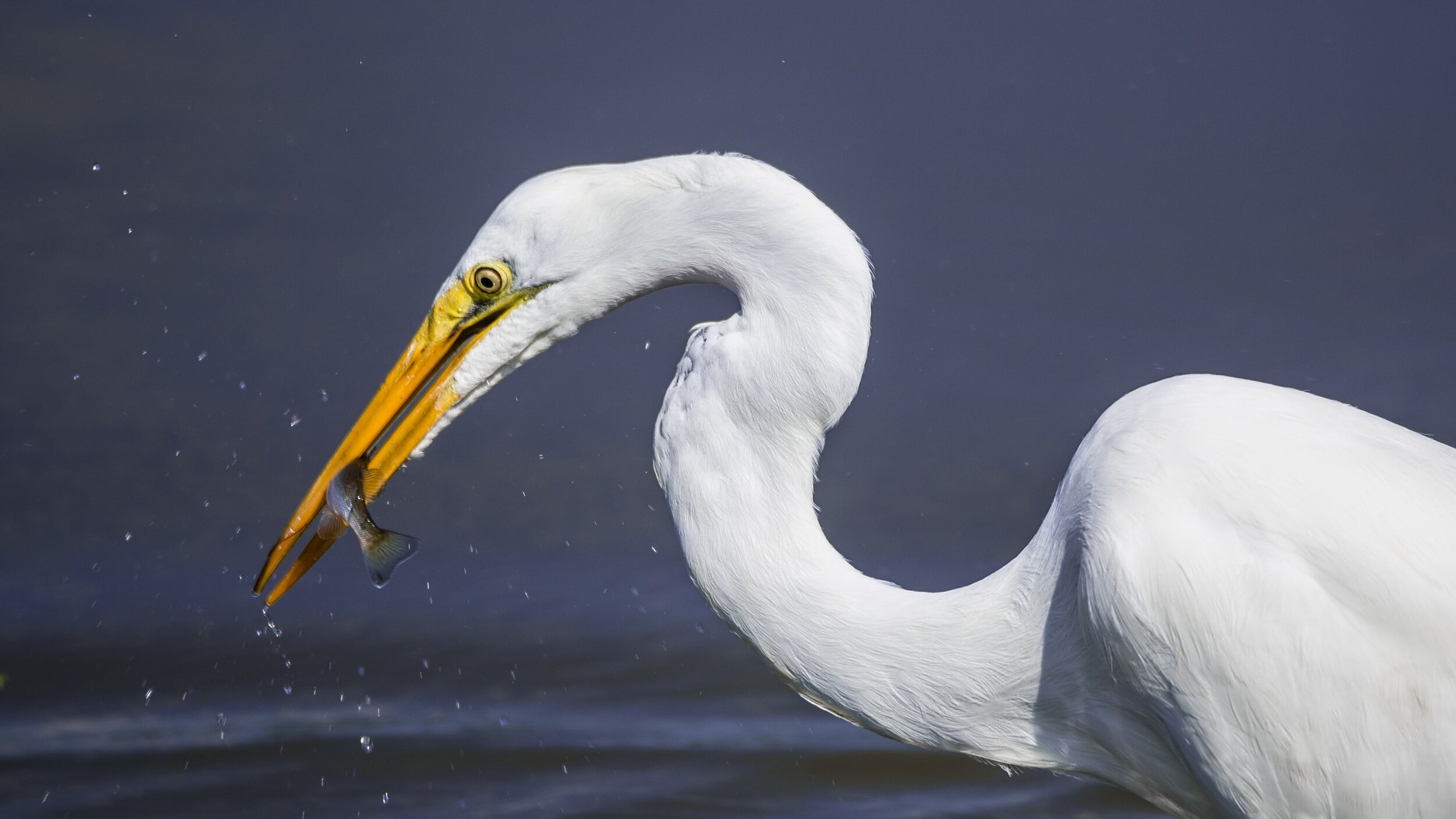 Egret_With_Fish_01.jpg