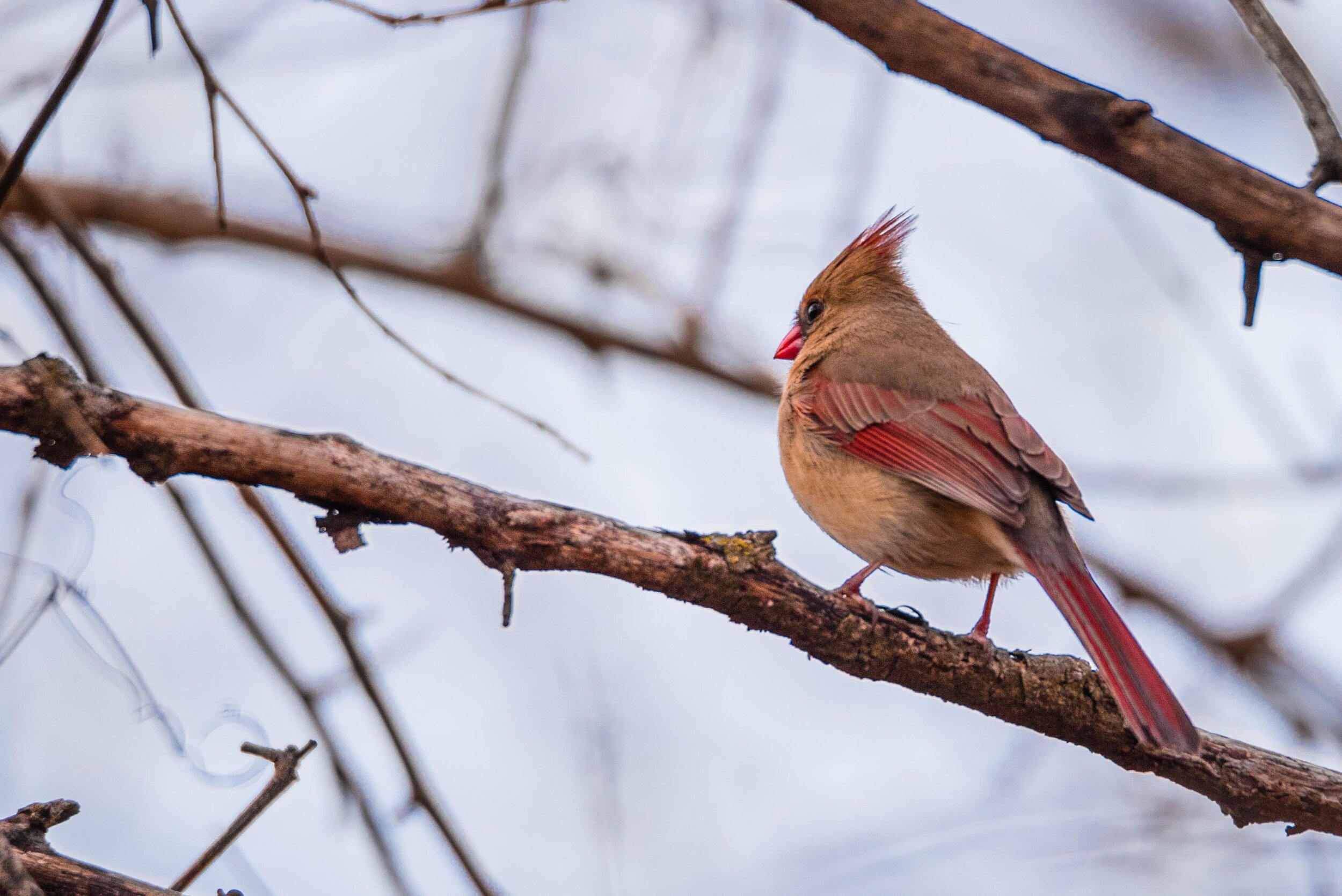 Female_Cardinal.jpg