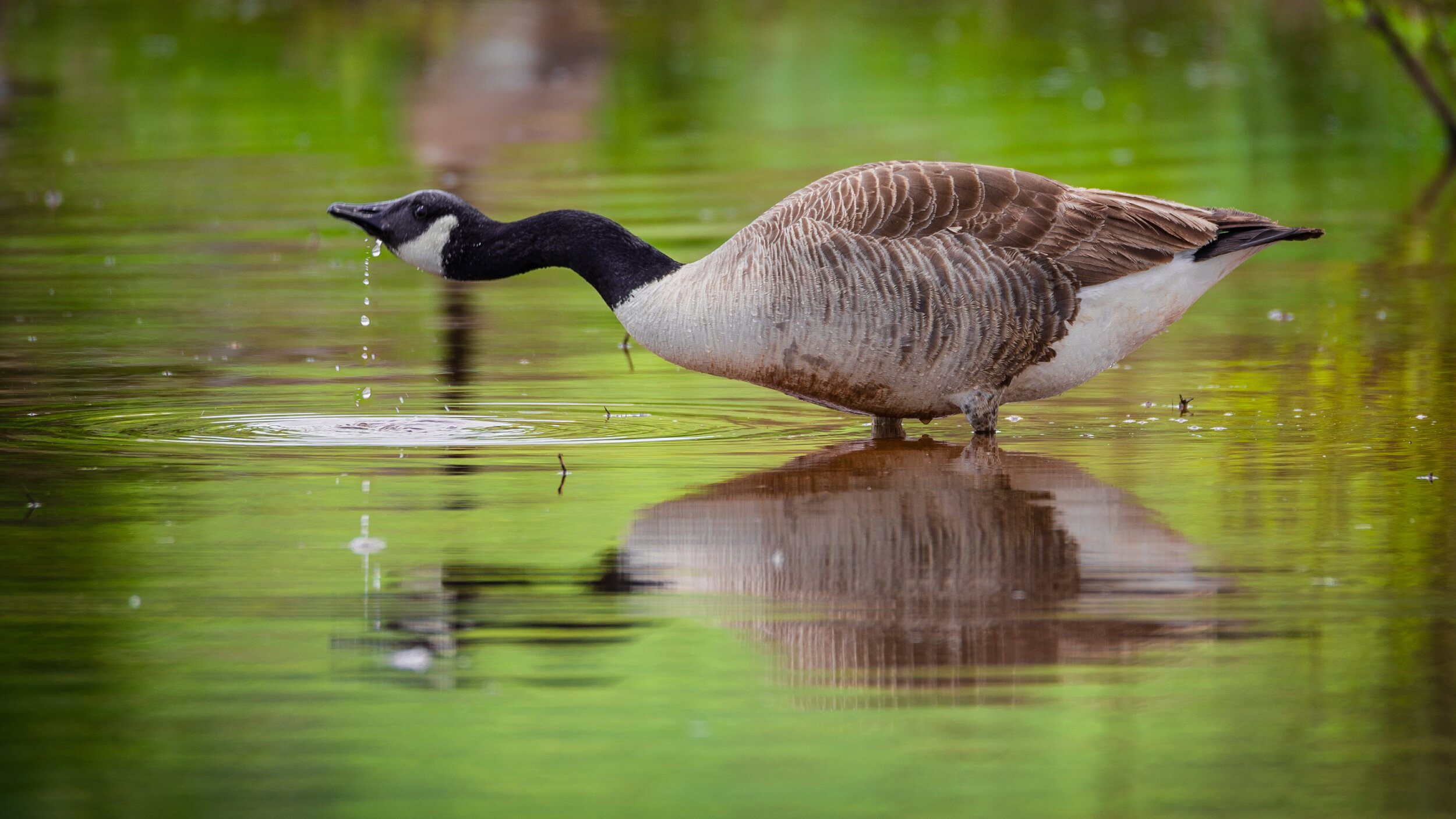 Goose_Drinking_01-.jpg