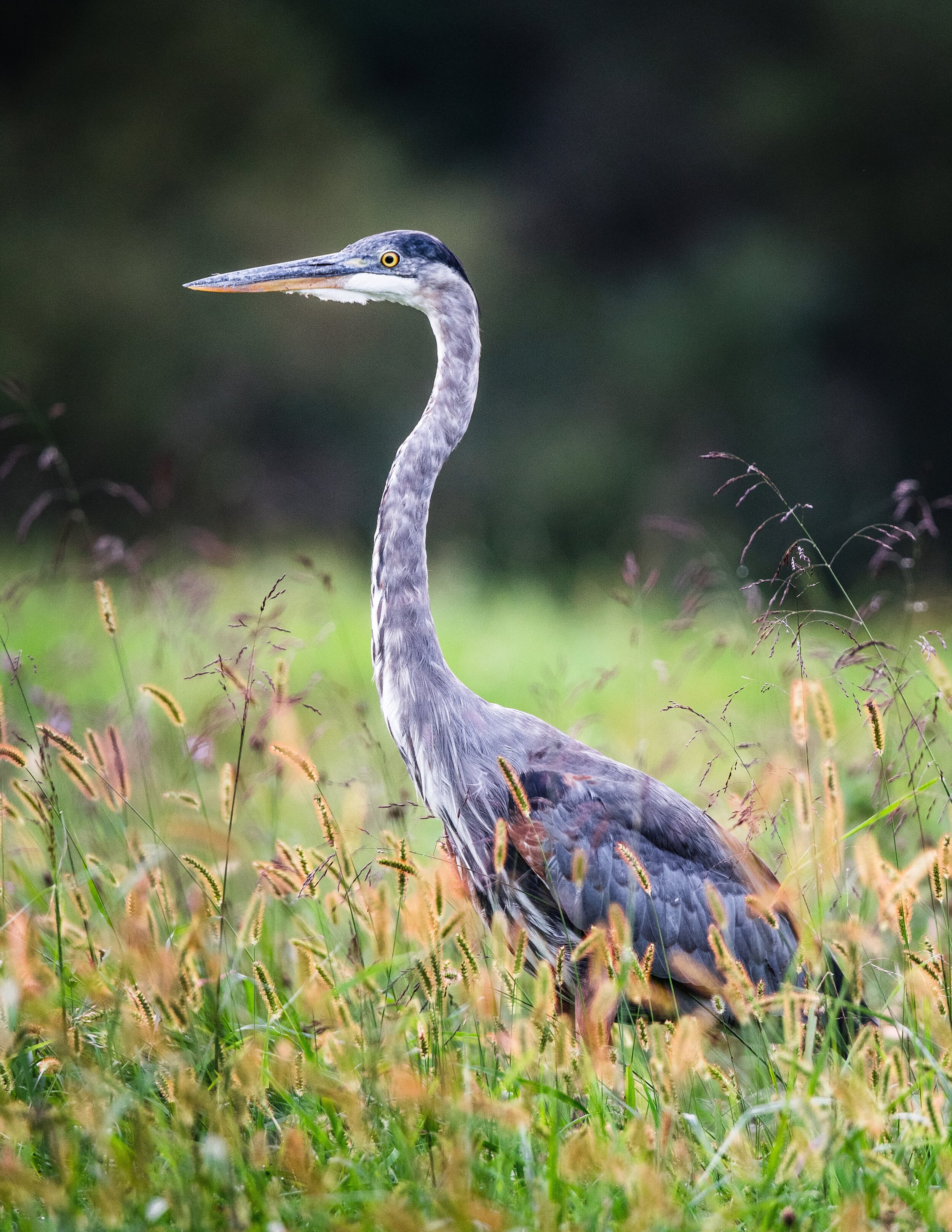 Great_Blue_Heron.jpg