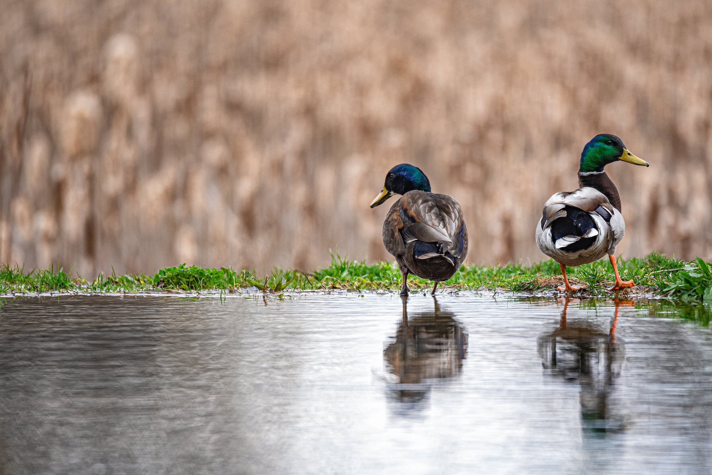 Two_ducks_Spring_01.jpg