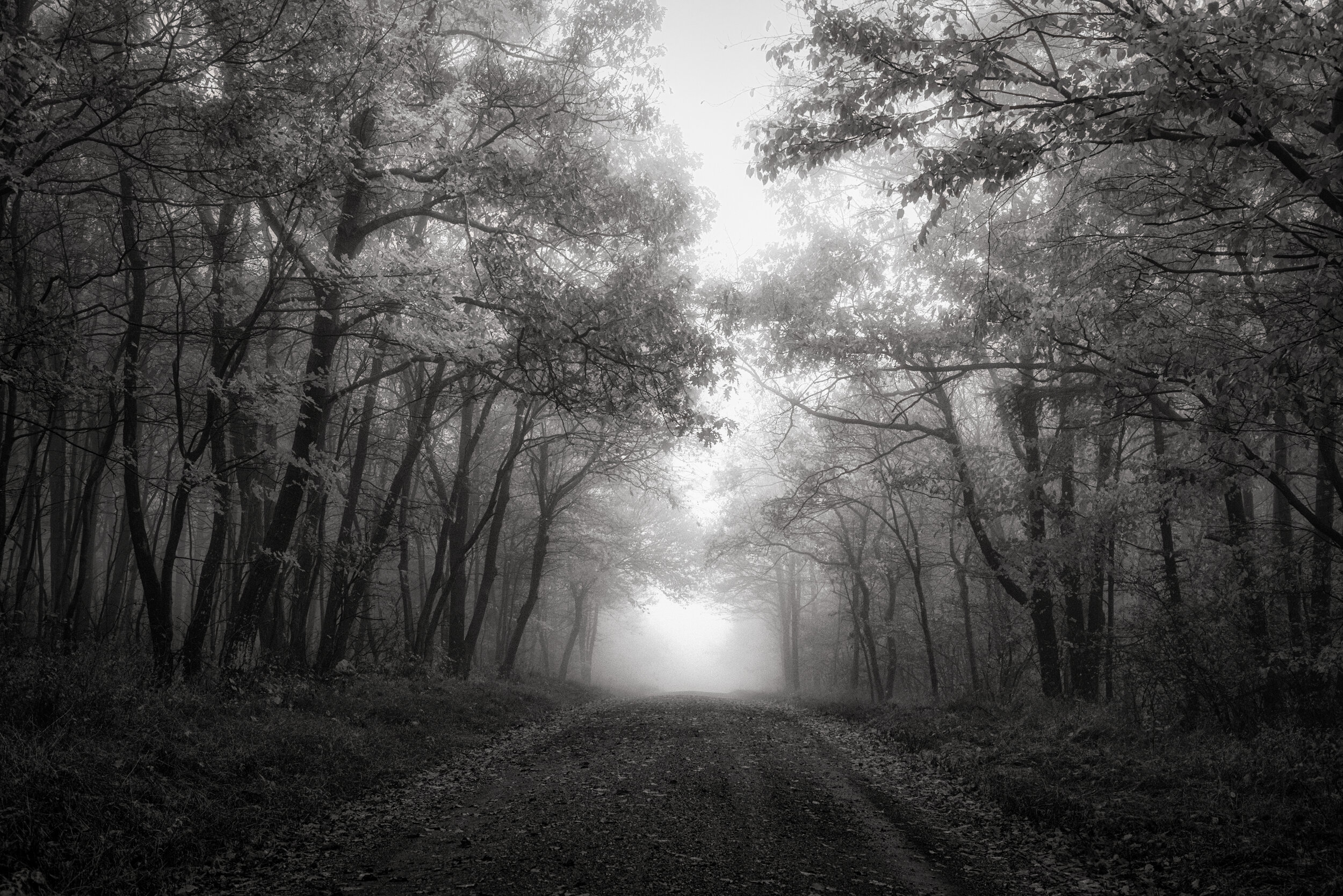 Big_Mountain_Overlook_Road_Fog_BW.jpg