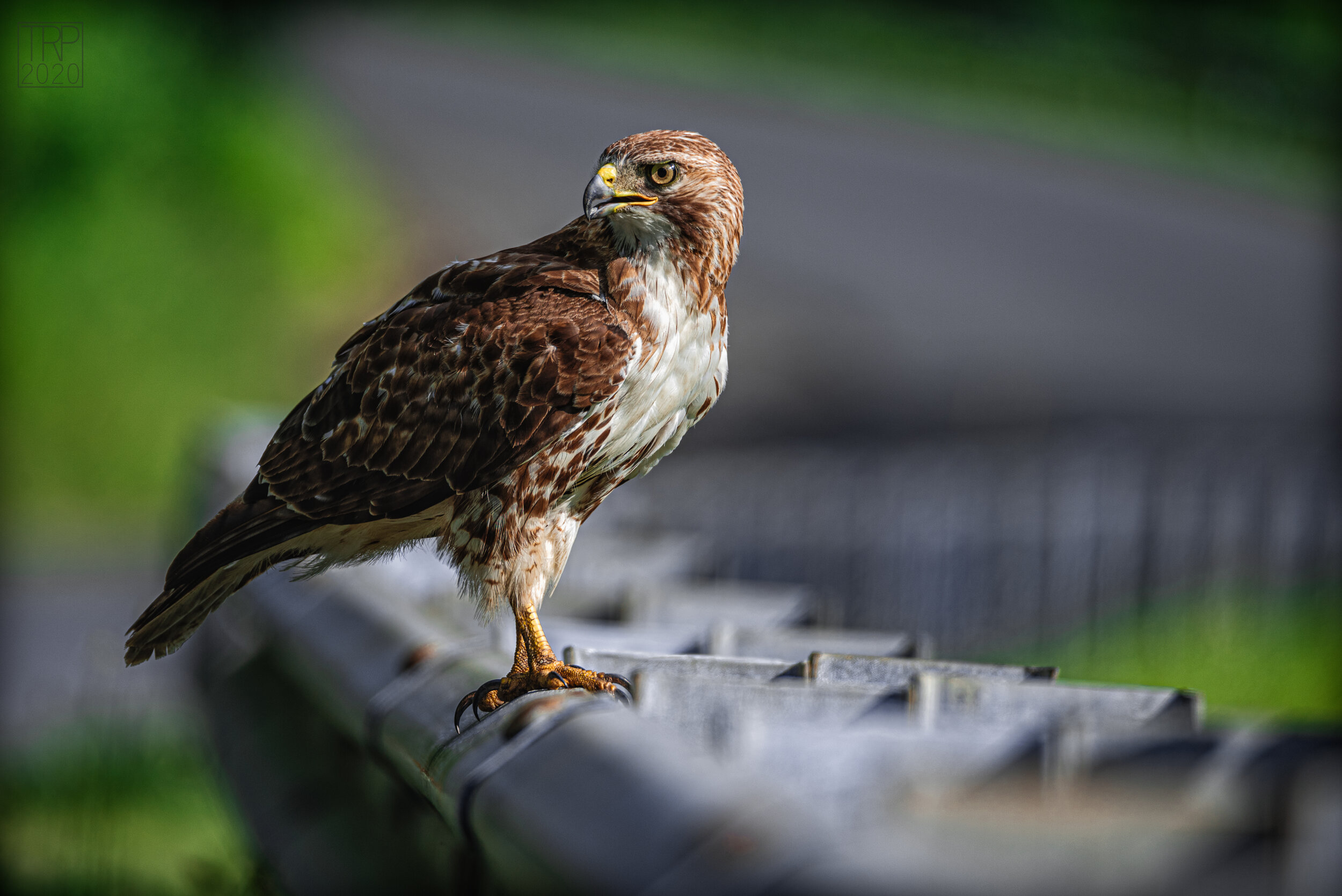 Red_tail_Hawk_01.jpg