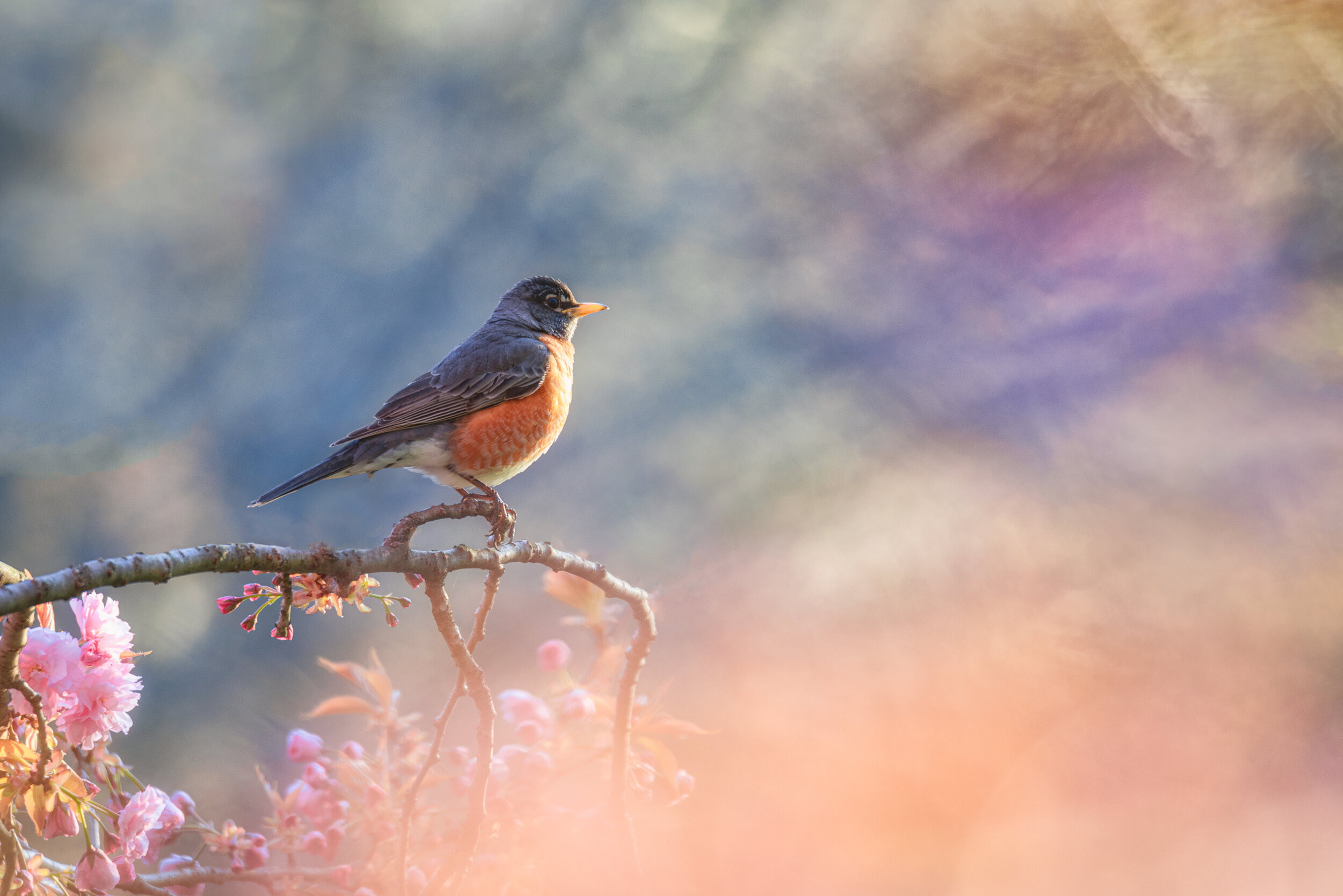 Sunset_Robin_02-Ethereal.jpg