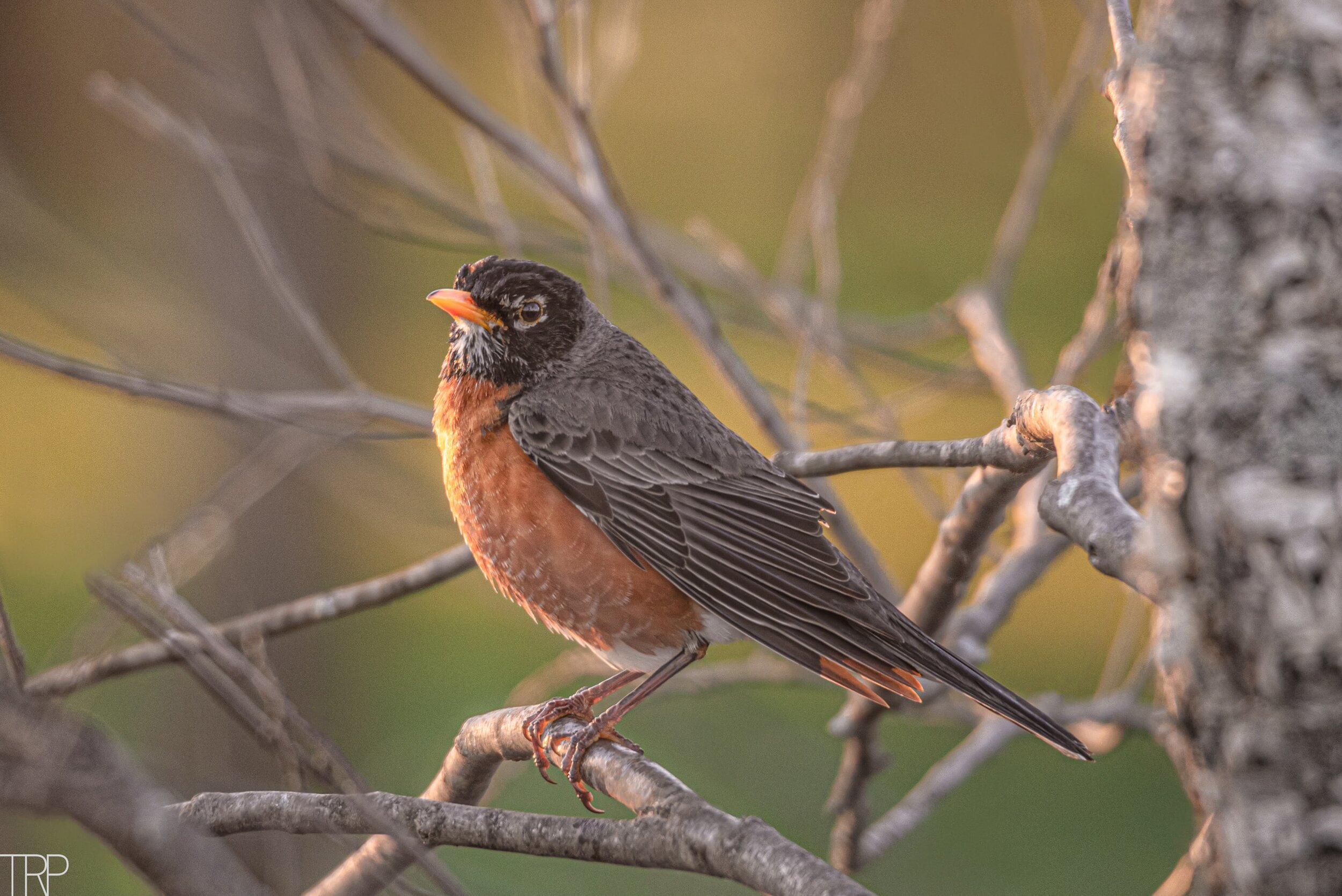 Perched_Robin_Sunset.jpg