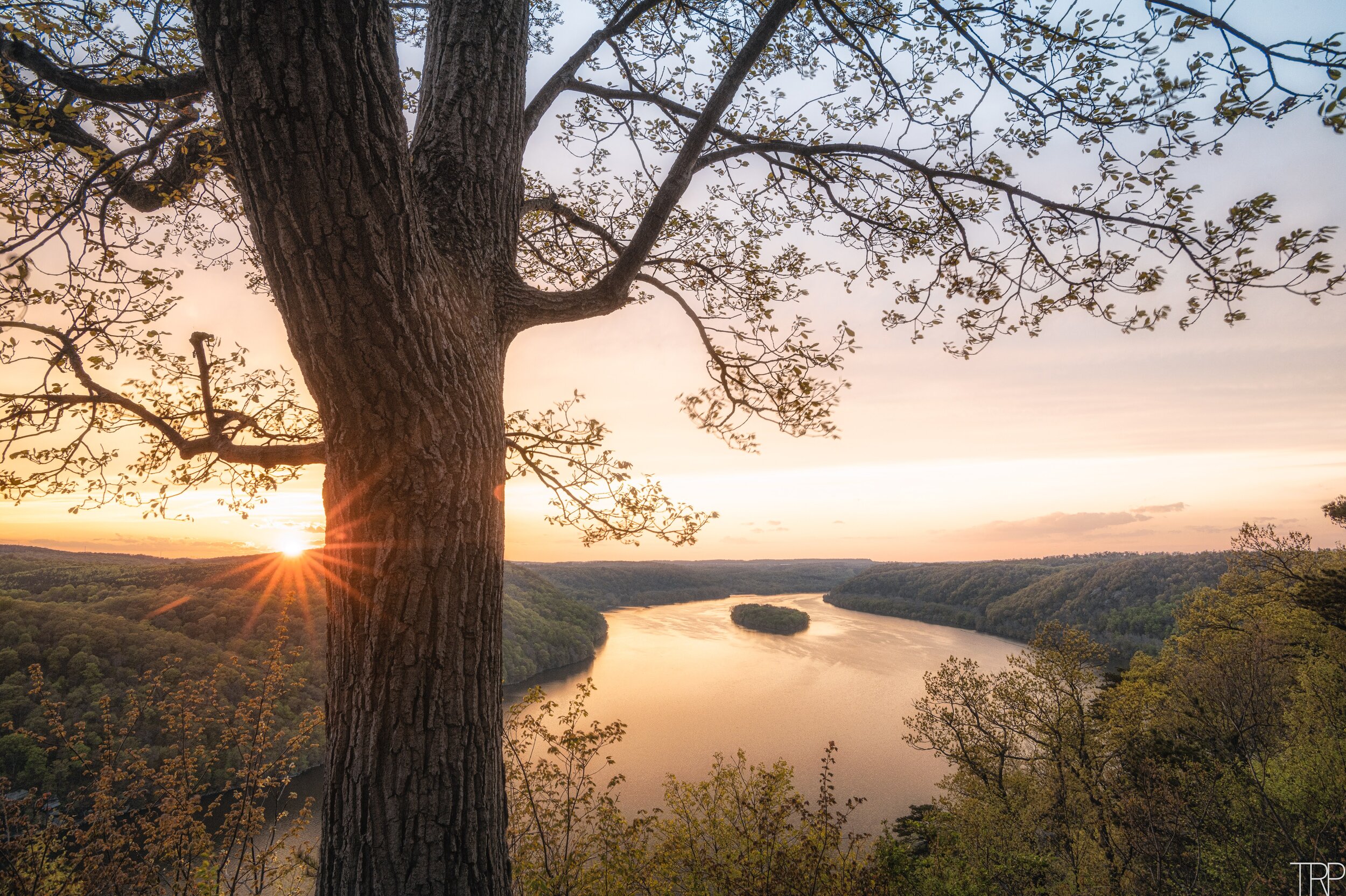 Pinnacle_Overlook_sunet_Spring_Sitting_Tree.jpg