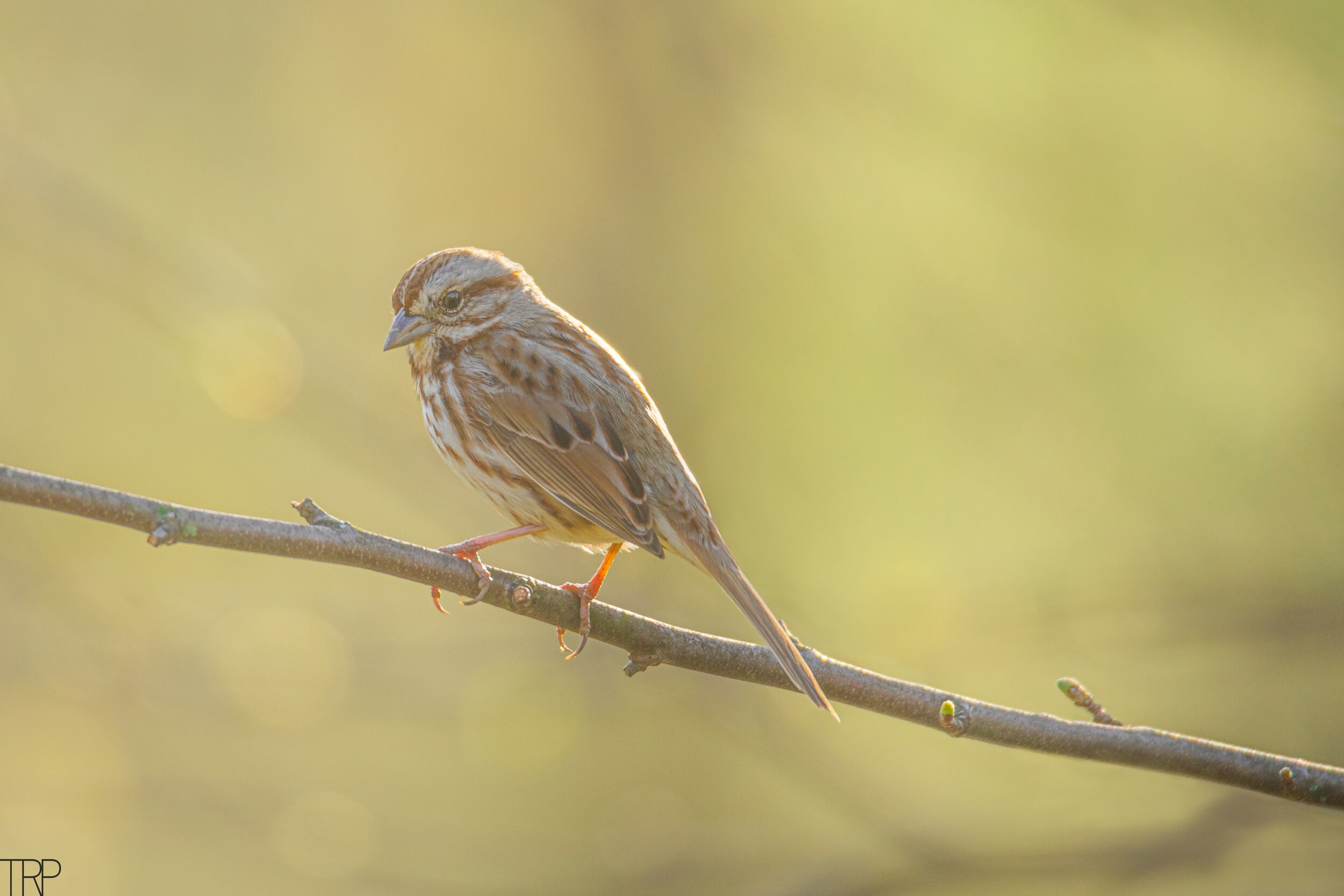 Sparrow_Bright_soft_branch.jpg