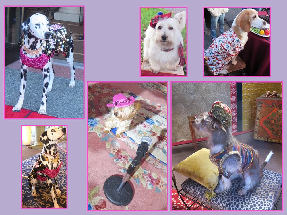 pupstar07.jpg
